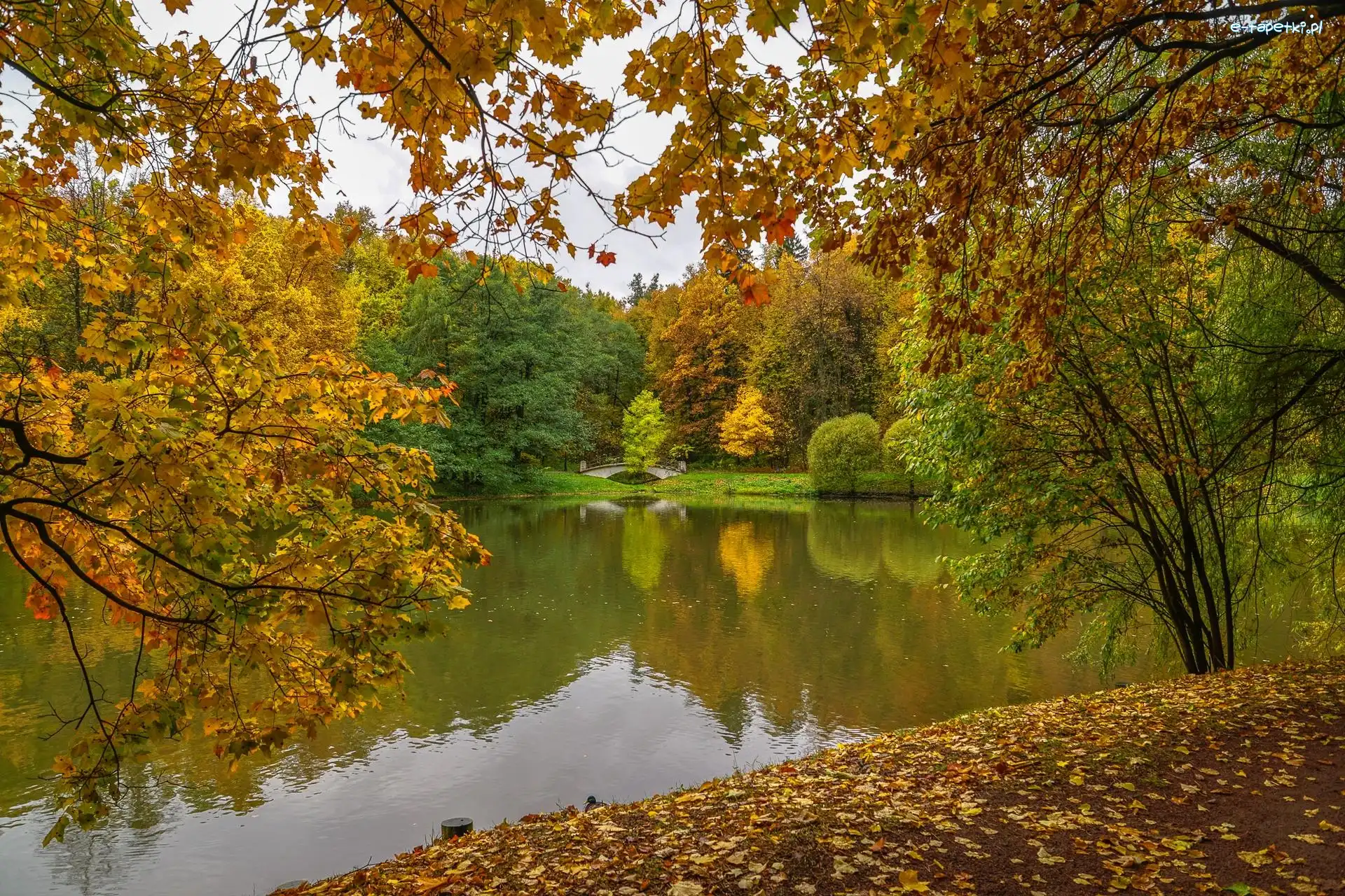 Jesień, Drzewa, Liście, Staw, Park, Chmury, Most