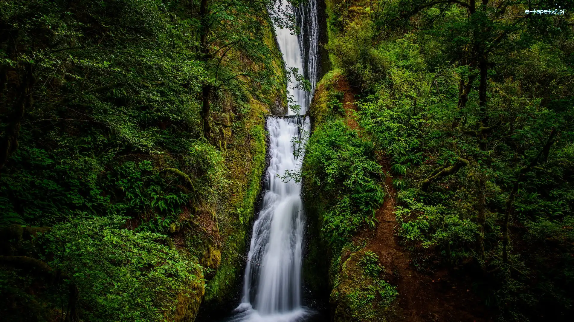 Stan Oregon, Drzewa, Roślinność, Stany Zjednoczone, Bridal Veil Falls, Wodospad