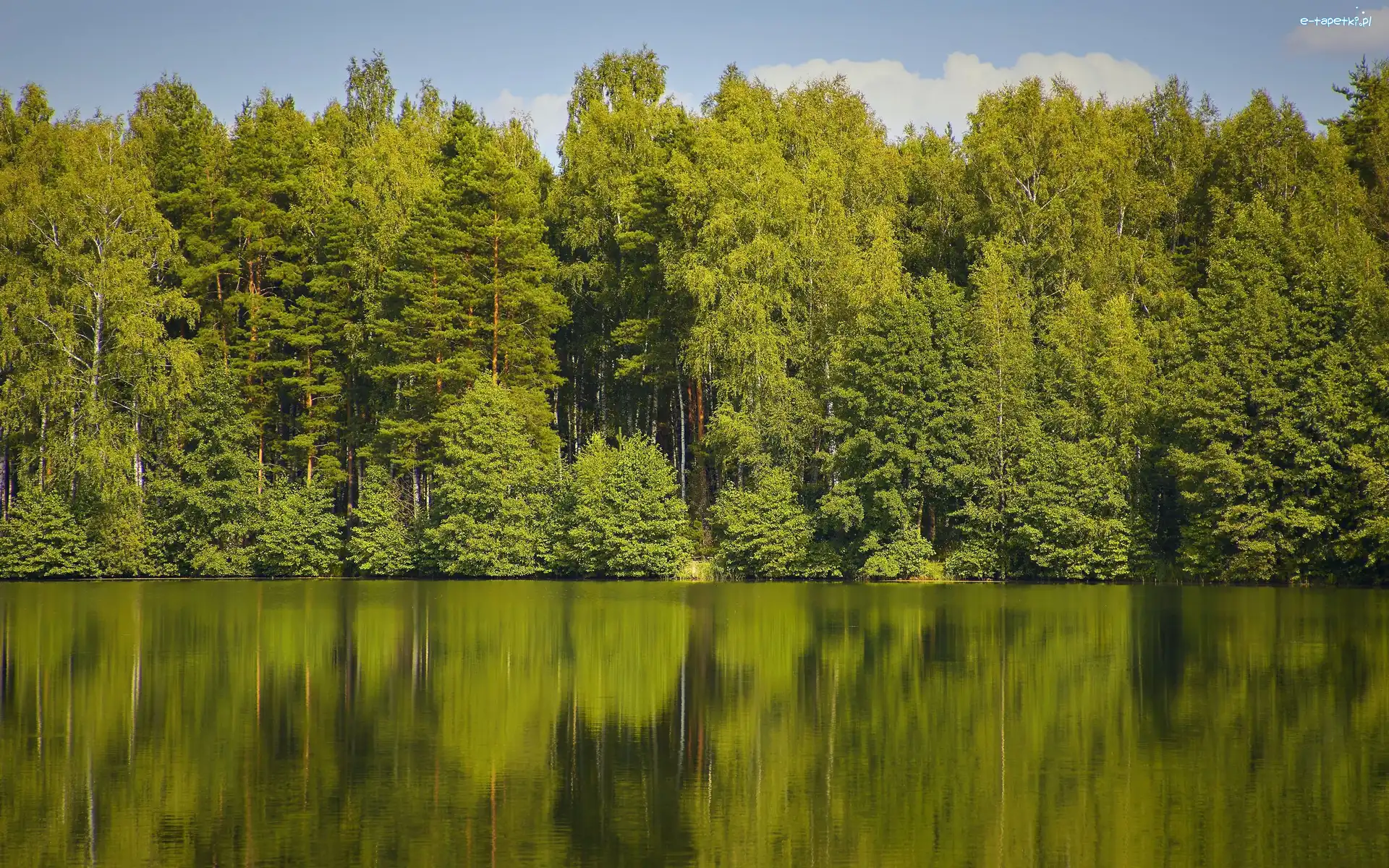 Las, Jezioro, Odbicie, Drzewa