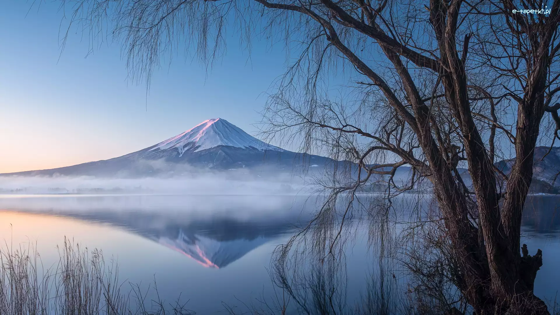 Japonia, Drzewa, Stratowulkan Fudżi, Lake Kawaguchi, Jezioro, Mount Fuji, Góra