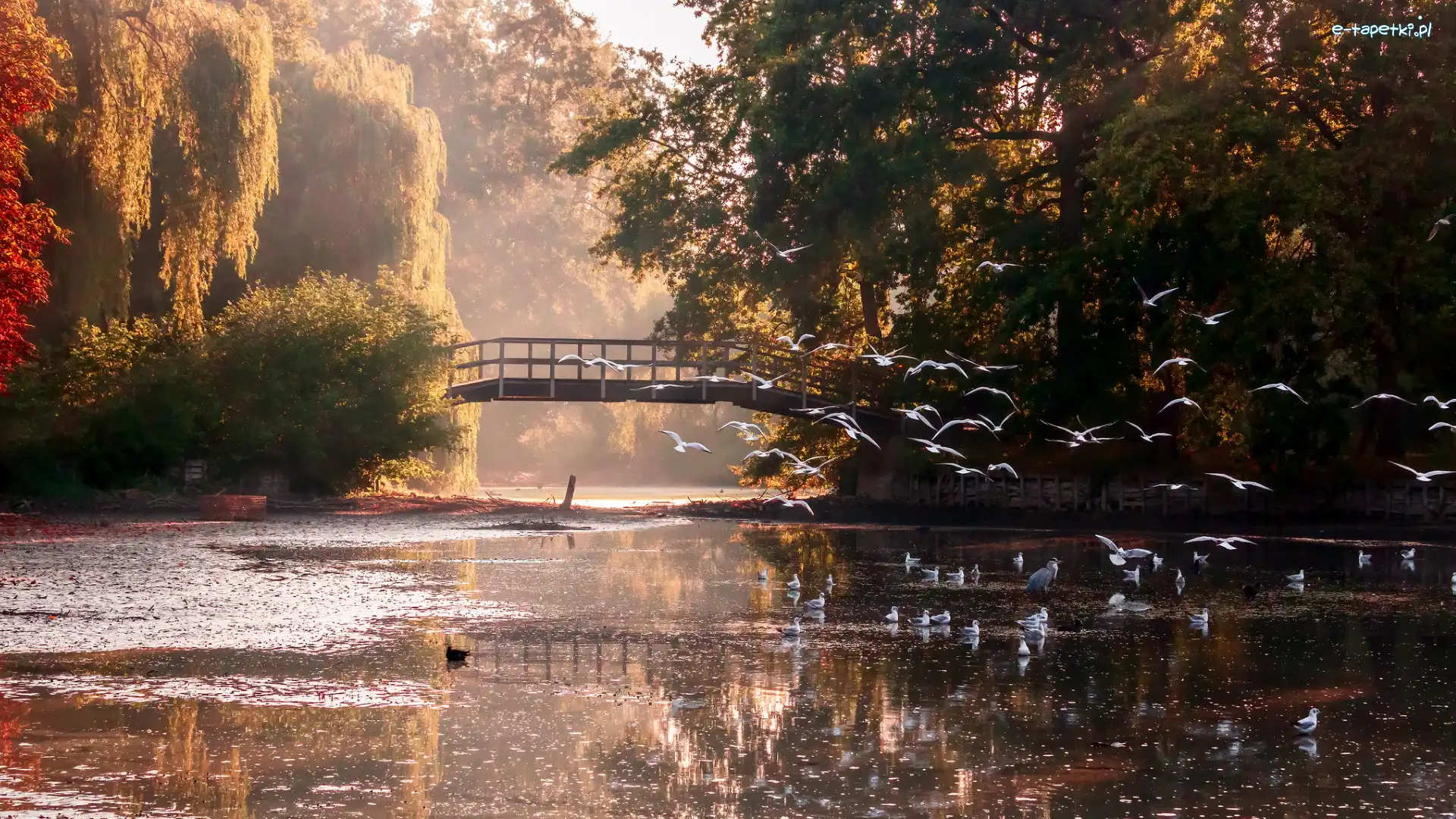Ptaki, Drzewa, Mostek, Jesień, Staw, Park