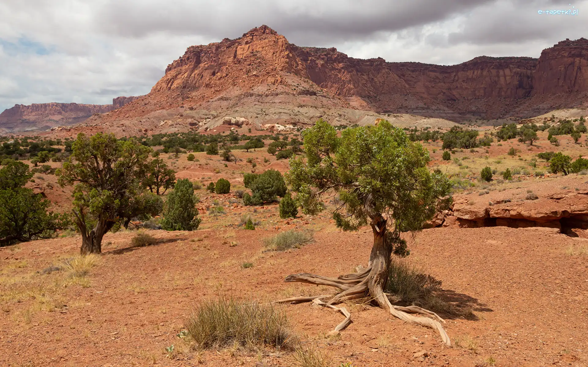 Utah, Park Narodowy Capitol Reef, Drzewa, Stany Zjednoczone, Skały, Góry