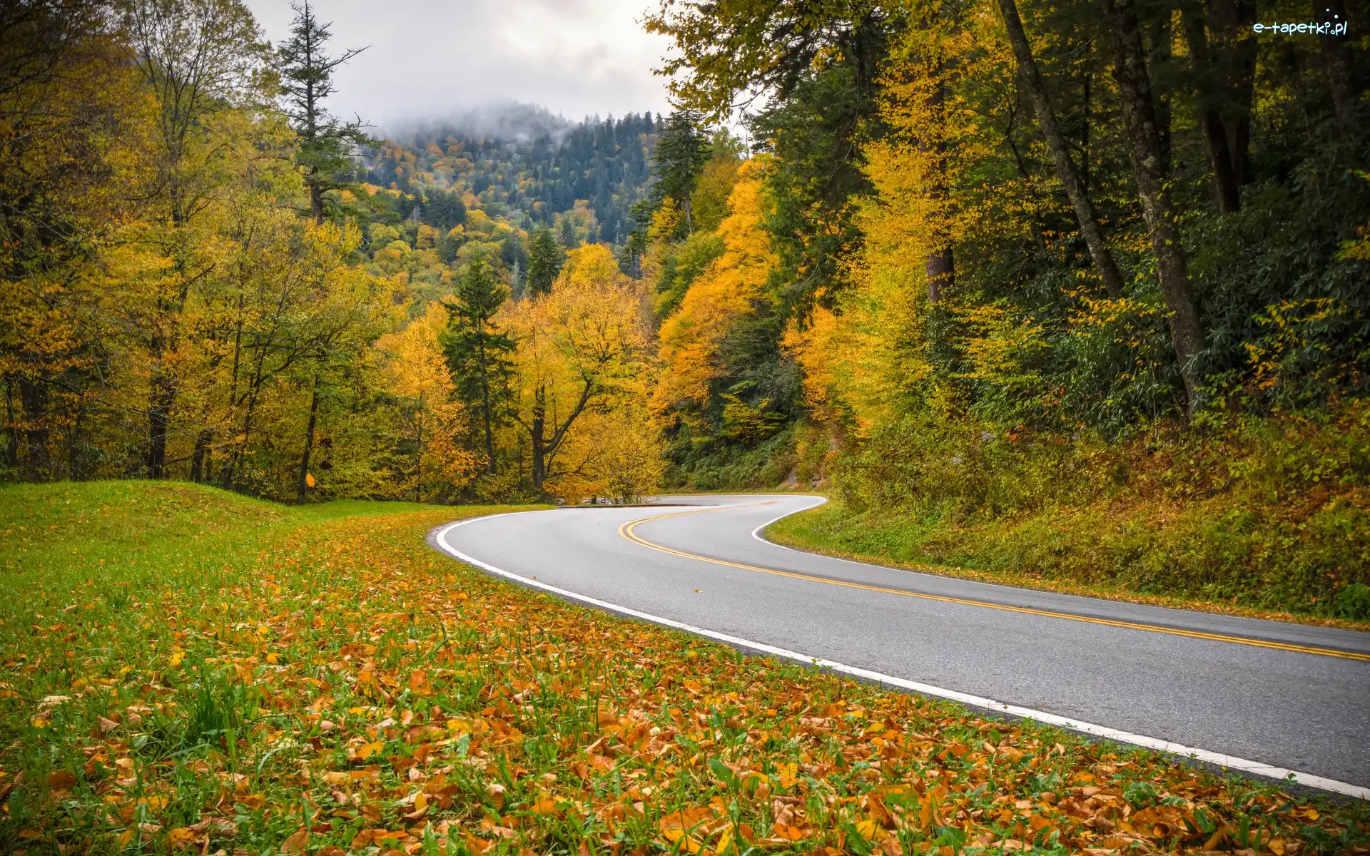 Opadłe, Las, Jesień, Drzewa, Stany Zjednoczone, Zakręt, Kolorowe, Trawa, Droga, Liście, Góry, Stan Tennessee, Park Narodowy Great Smoky Mountains