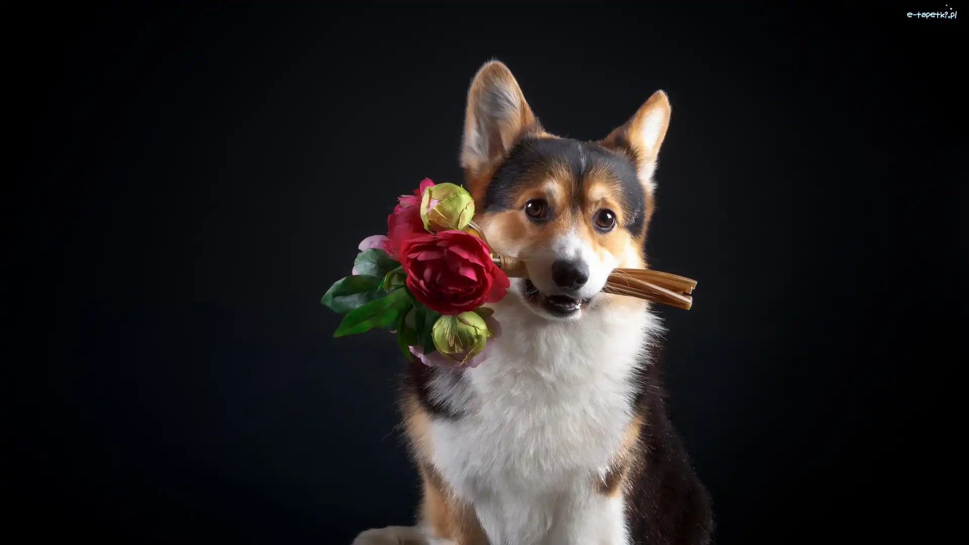 Pies, Bukiet, Welsh corgi pembroke, Ciemne tło, Kwiaty