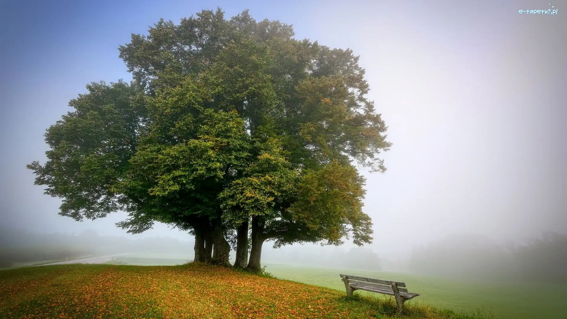 Liście, Jesień, Ławka, Mgła, Park, Drzewa