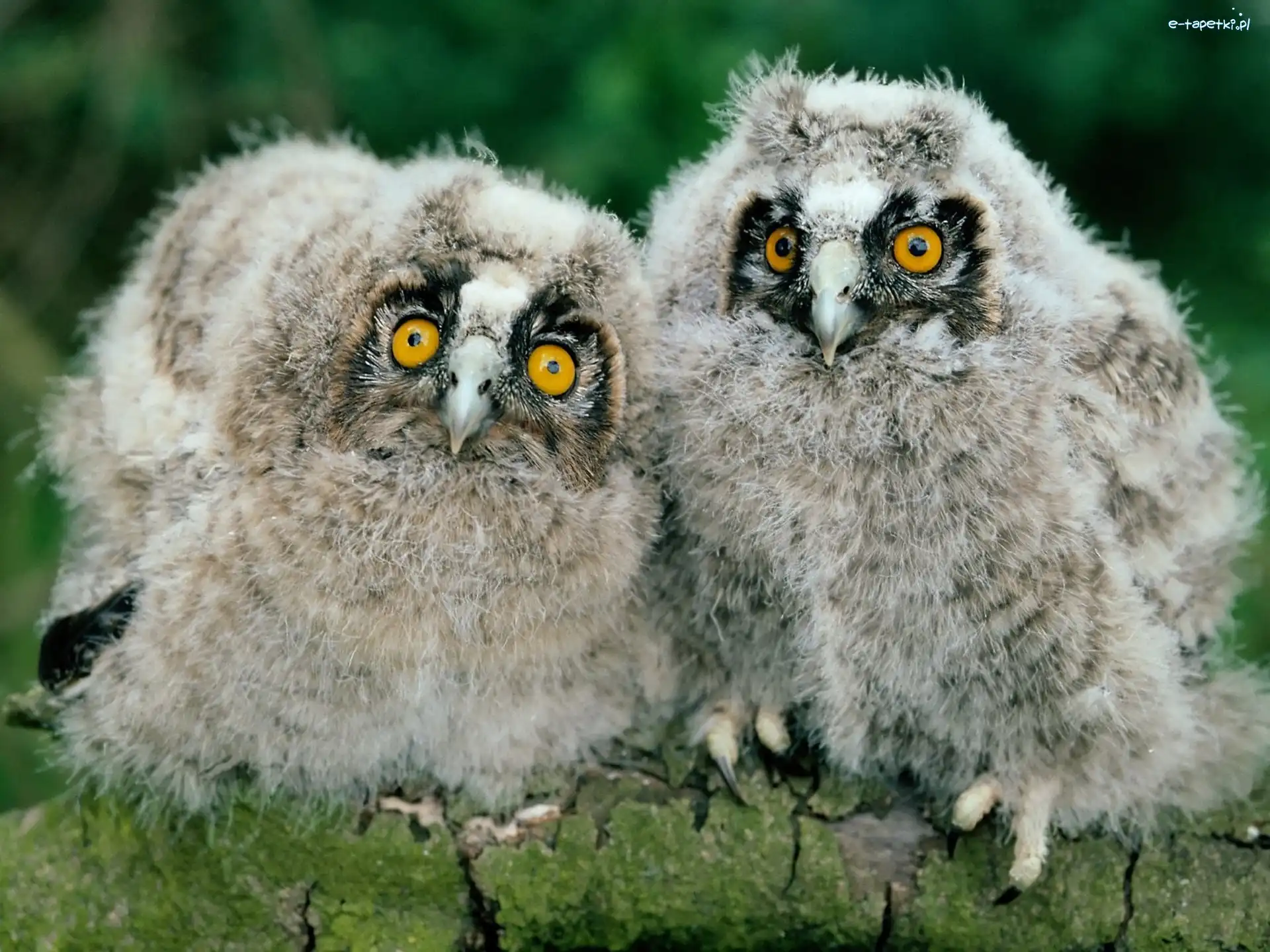 pisklaki, oczy, Sowy