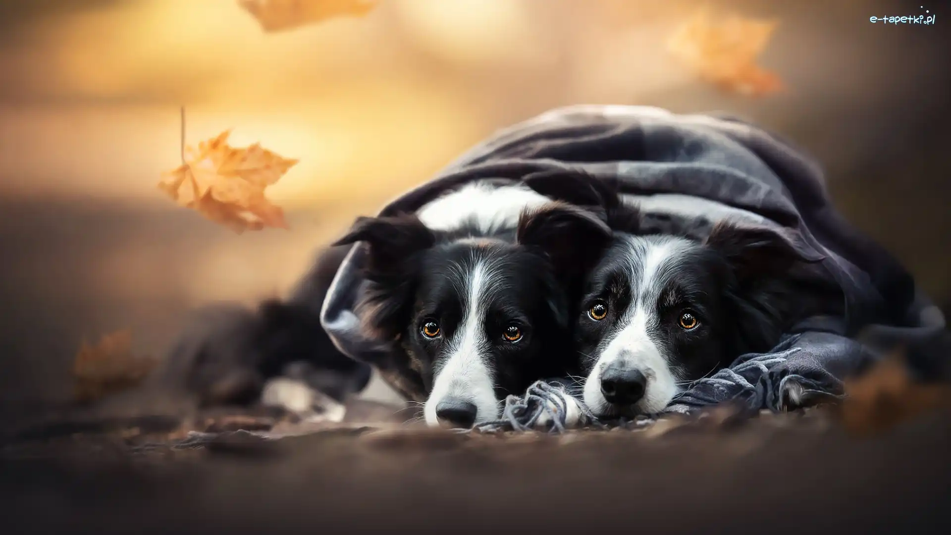 Dwa, Border collie, Psy, Szal, Liść
