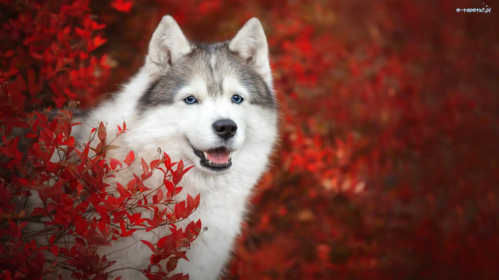Pies, Krzew, Siberian husky, Liście, Czerwone