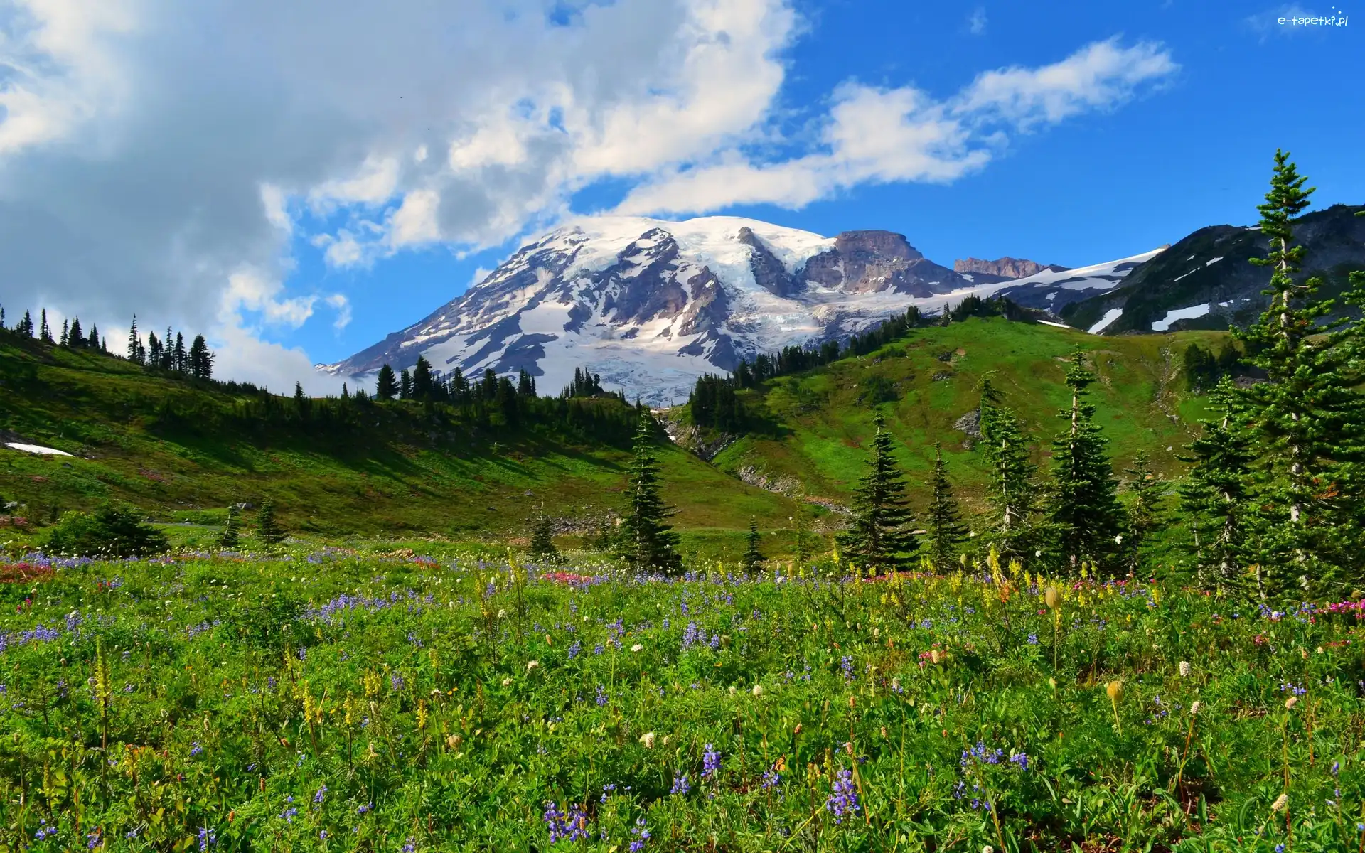 Drzewa, Stratowulkan, Stany Zjednoczone, Stan Waszyngton, Mount Rainier, Łąka, Park Narodowy Mount Rainier, Góry