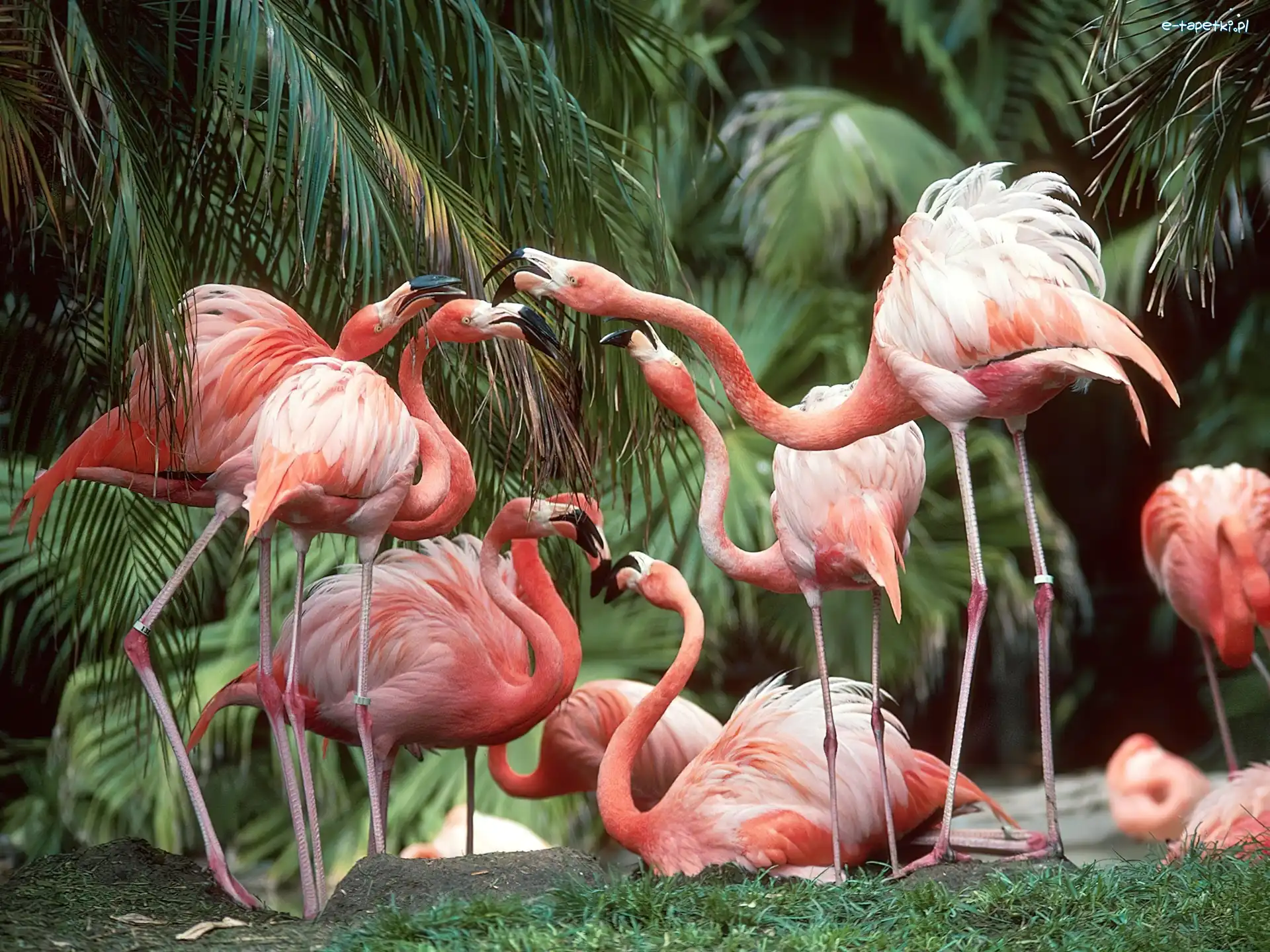 palmy, Flamingi