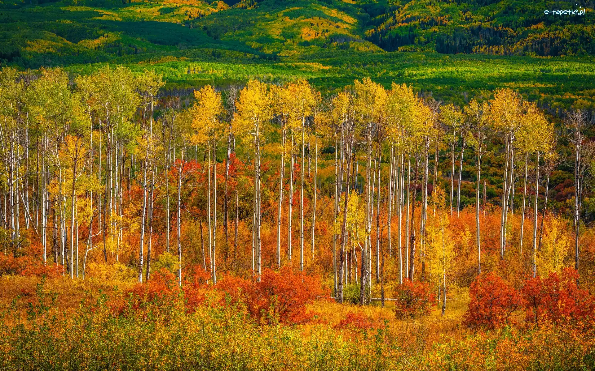 Kebler Pass, Kolorado, Jesień, Lasy, Przełęcz, Drzewa, Topole osikowe, Stany Zjednoczone