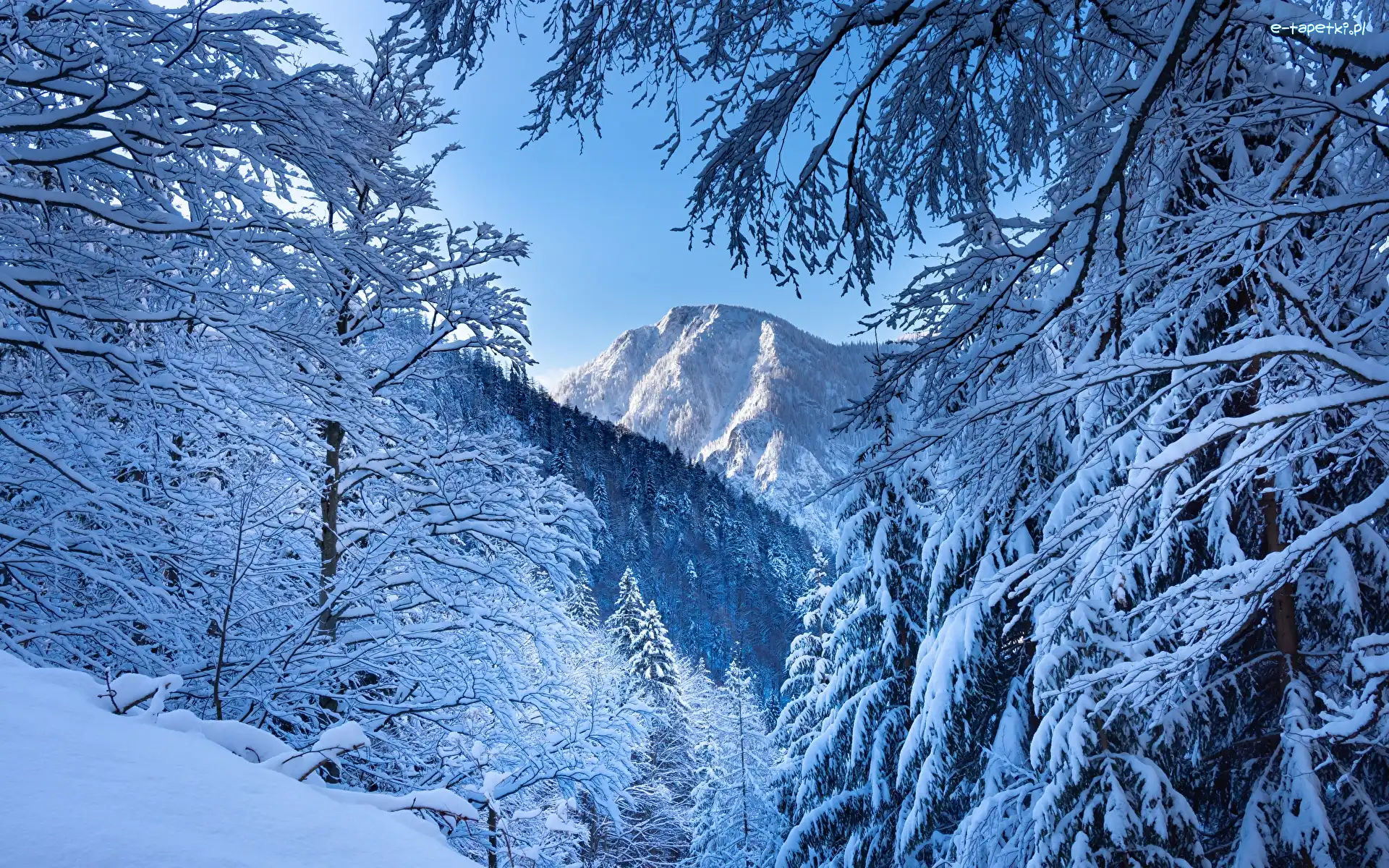 Alpy, Drzewa, Góry, Austria, Ośnieżone, Zima