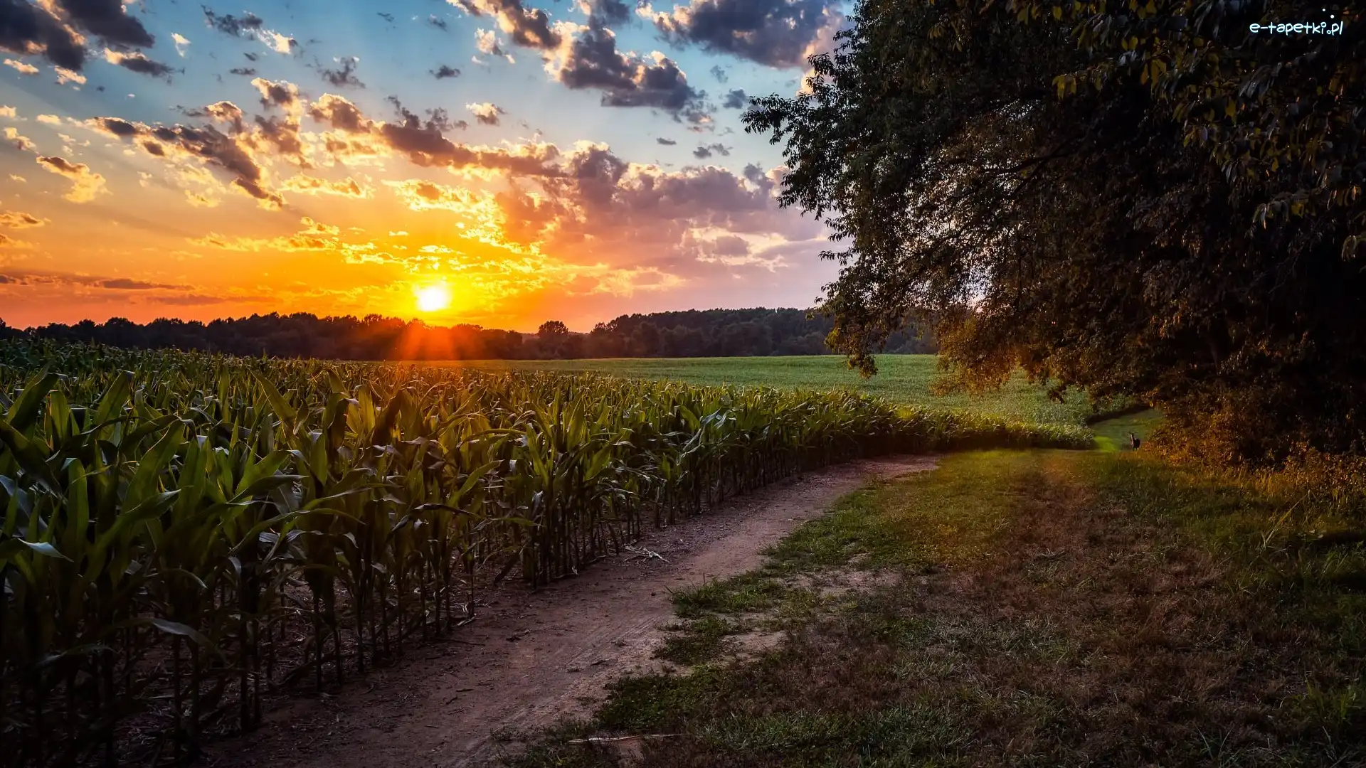 Pole, Drzewa, Ścieżka, Chmury, Wschód słońca