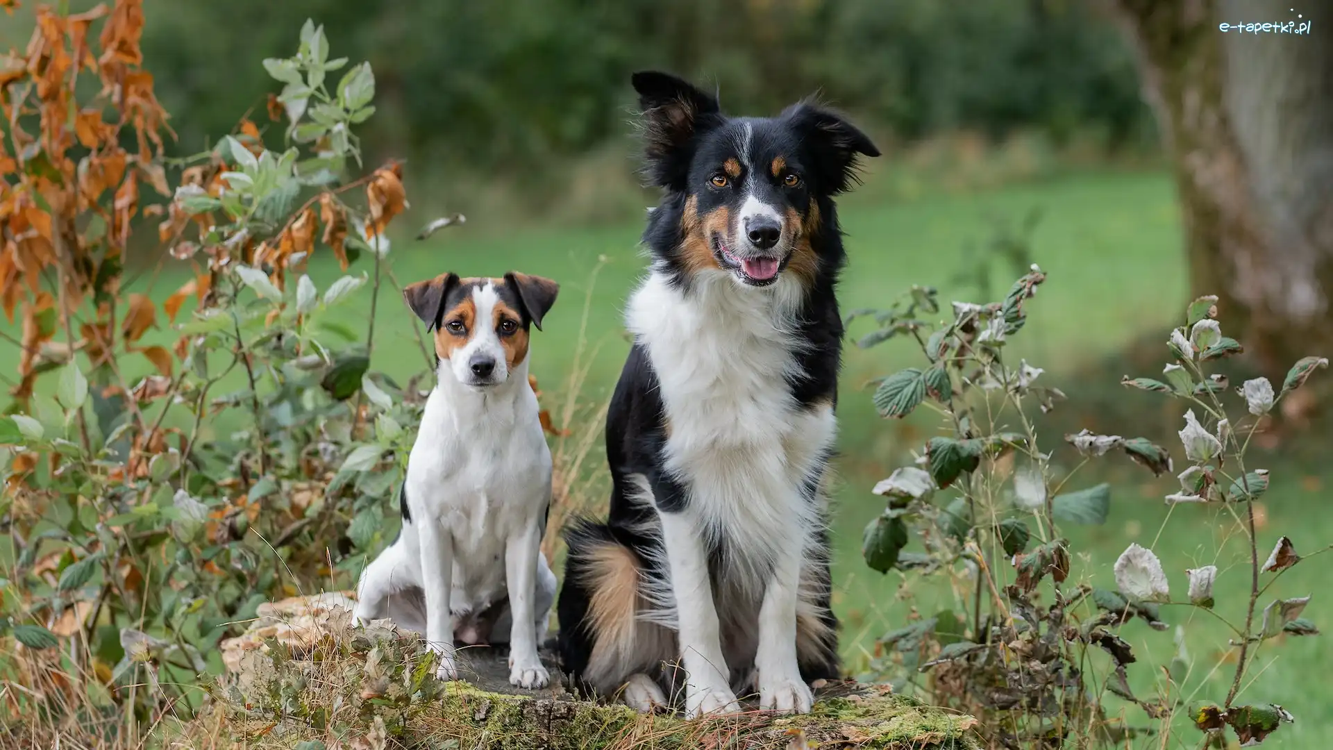 Czarno-biały, Biało-brązowy, Pies, Border collie, Psy, Dwa