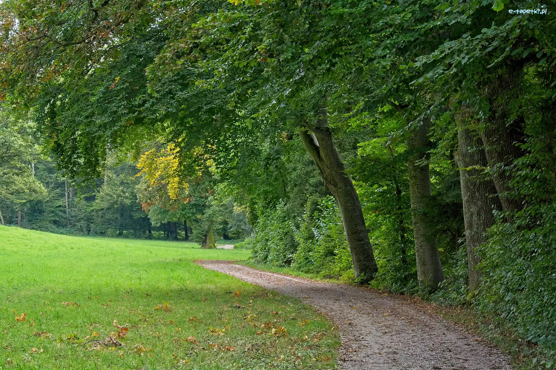 Droga, Las, Polna, Trawa, Drzewa, Zielone