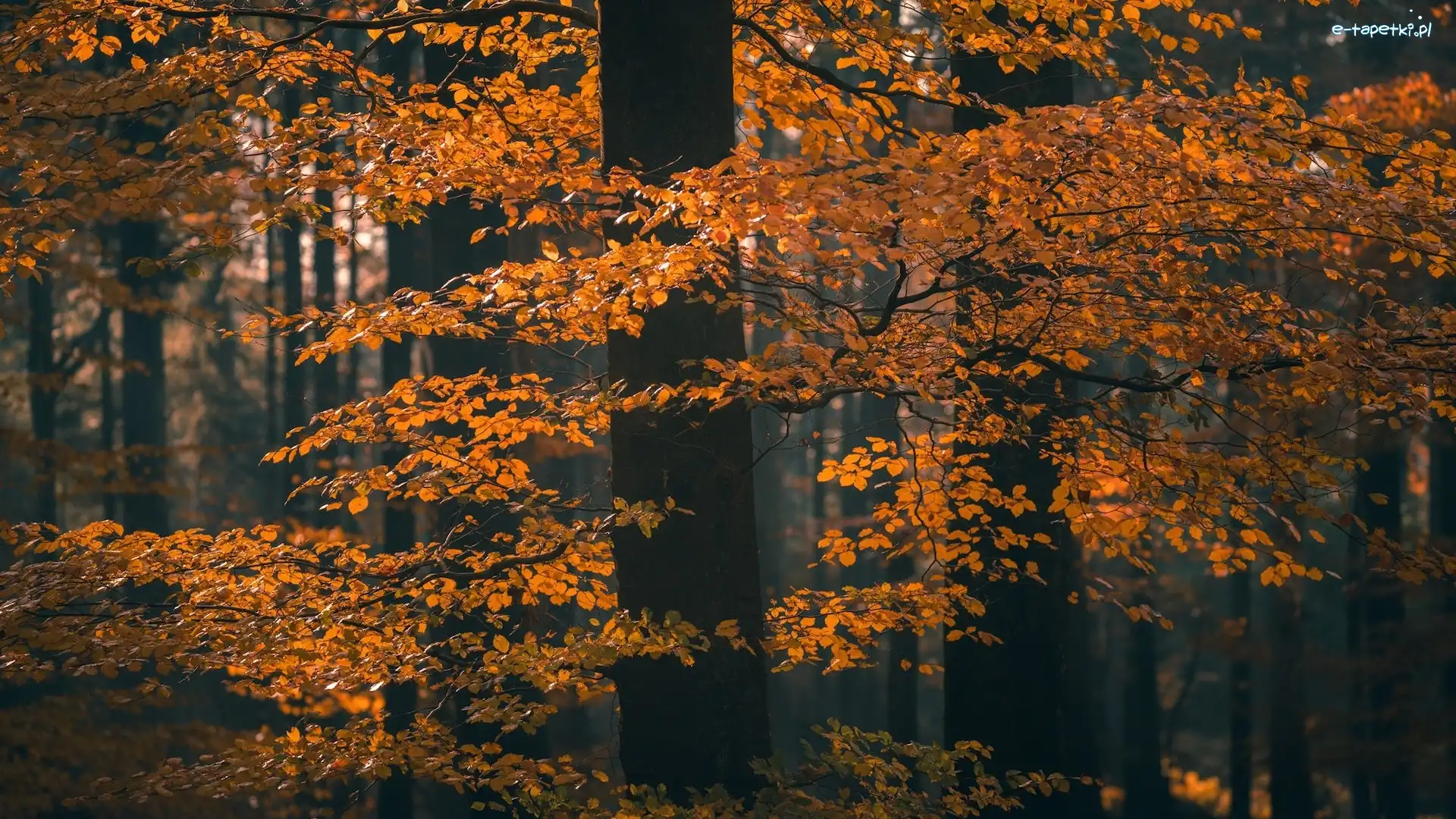 Jesień, Gałęzie, Drzewo, Liście, Brązowo-żółte