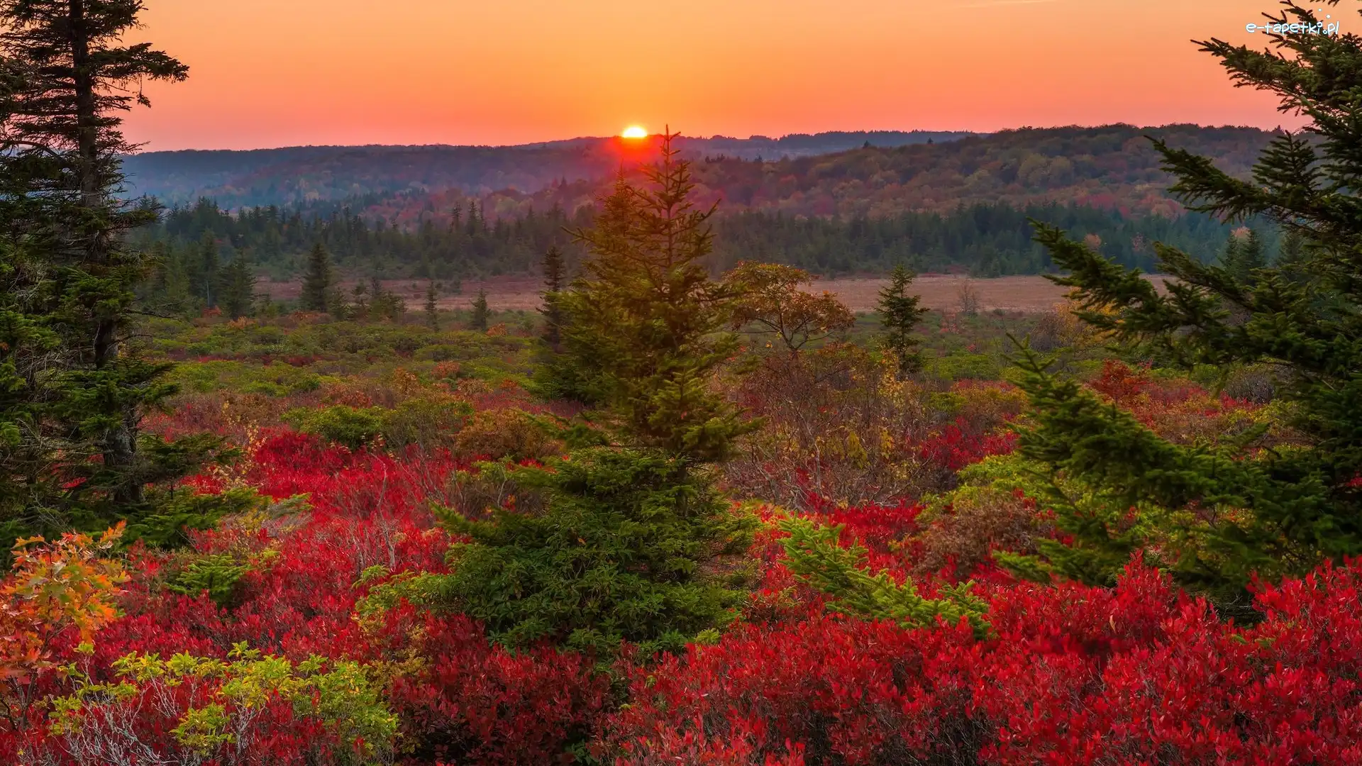 Zachód słońca, Stan Wirginia Zachodnia, Kolorowa, Roślinność, Dolly Sods Wilderness, Jesień, Drzewa, Stany Zjednoczone