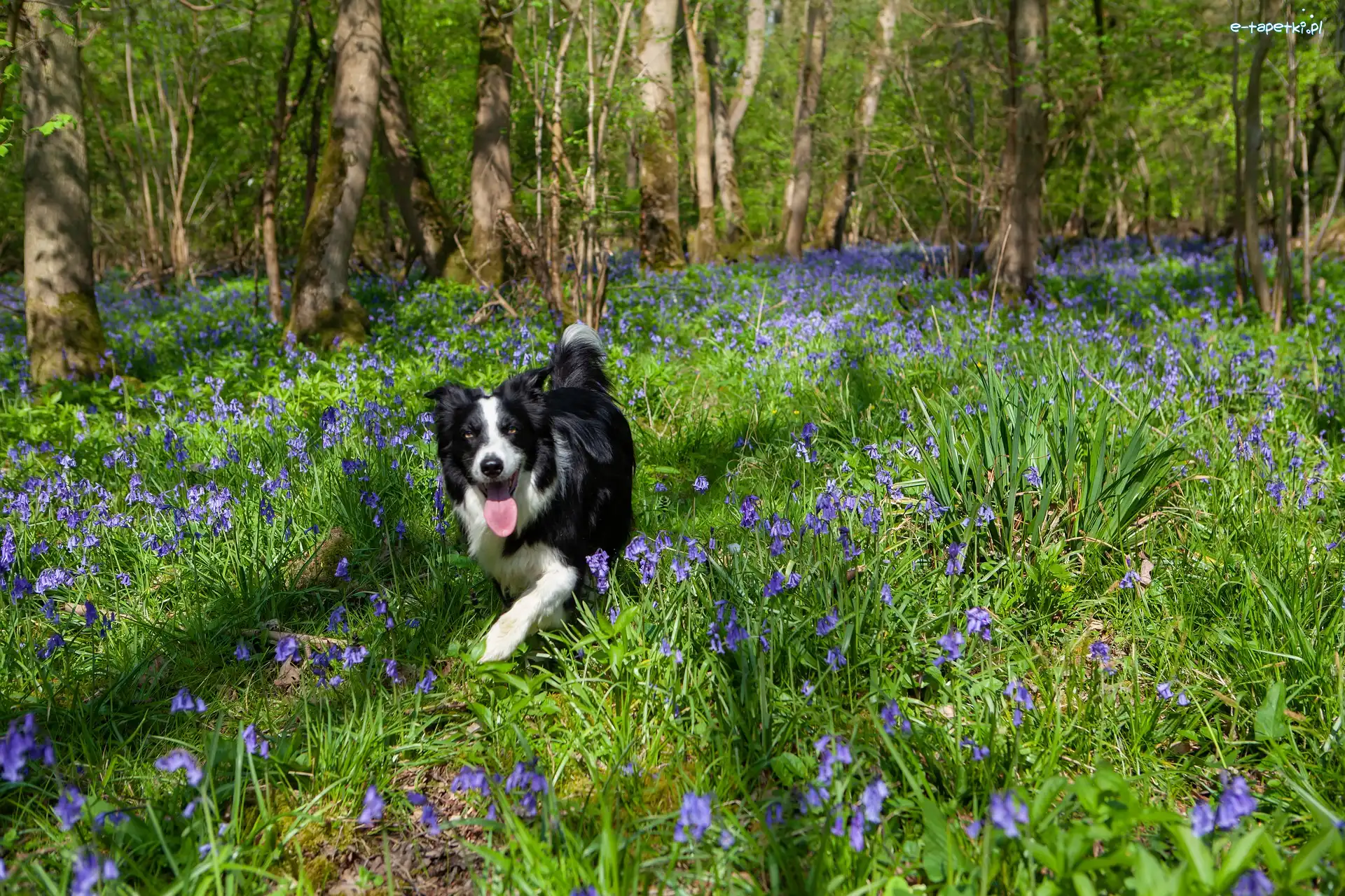 Drzewa, Kwiaty, Niebieskie, Border collie, Pies