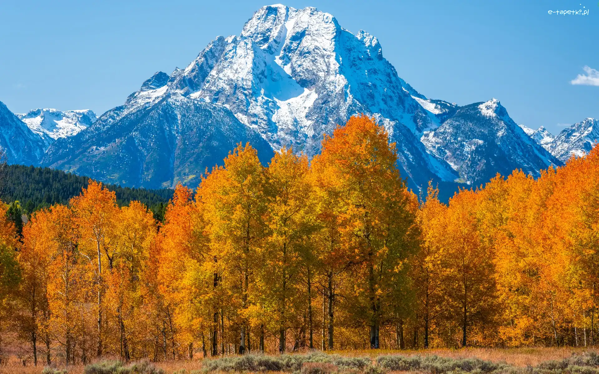Stany Zjednoczone, Góry, Teton Range, Park Narodowy Grand Teton, Jesień, Stan Wyoming, Drzewa