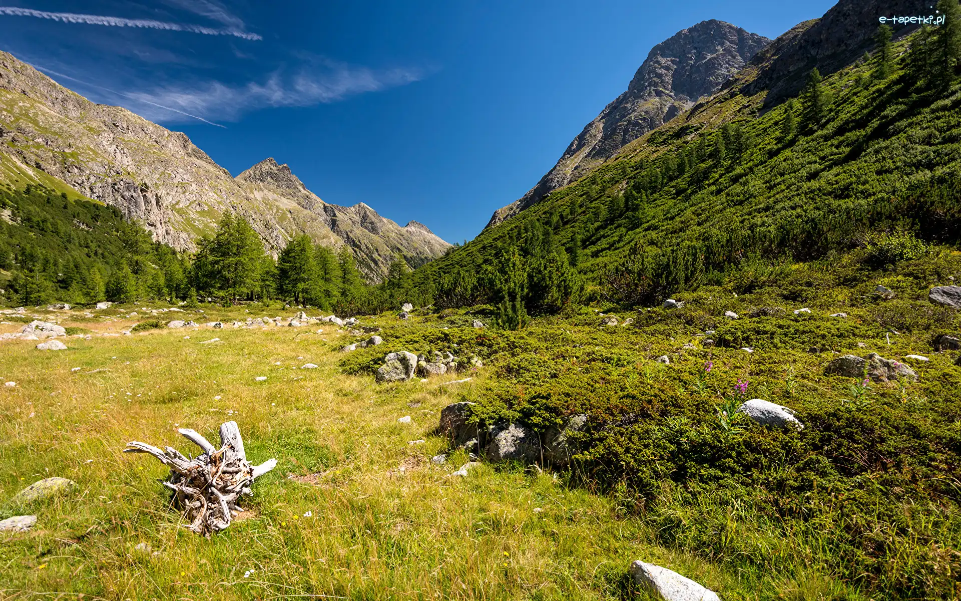 Drzewa, Dolina, Trawa, Niebo, Kamienie, Góry