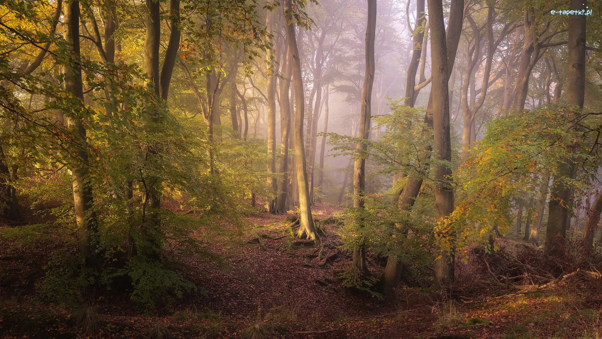 Las, Mgła, Drzewa, Anglia, Hrabstwo Oxfordshire