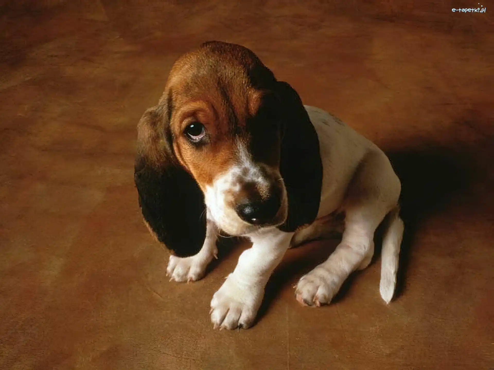basset, szczeniaczek, Pies