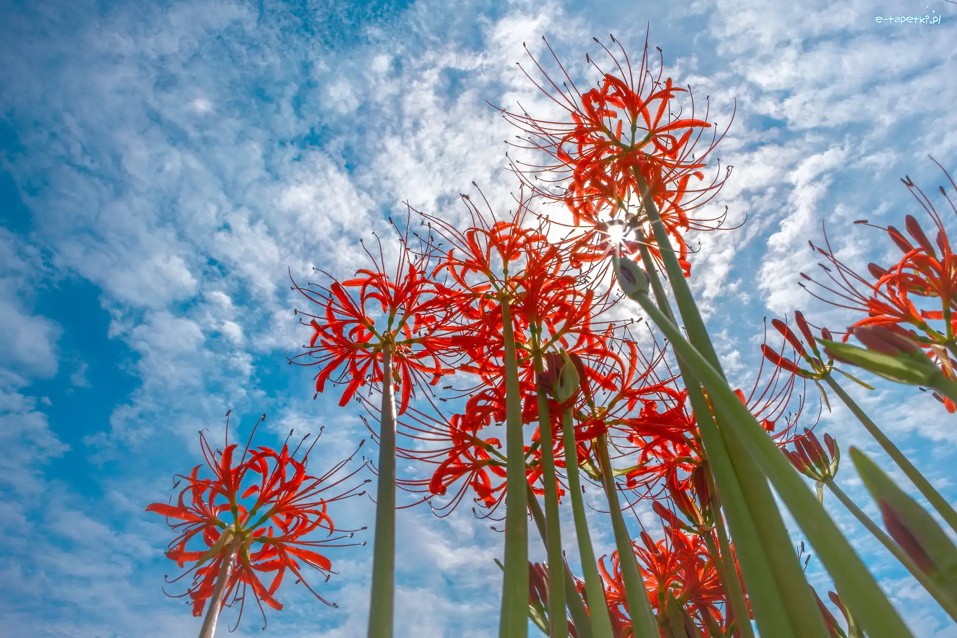 Kwiaty, Lycoris, Czerwona pajęcza lilia, Chmury, Niebo