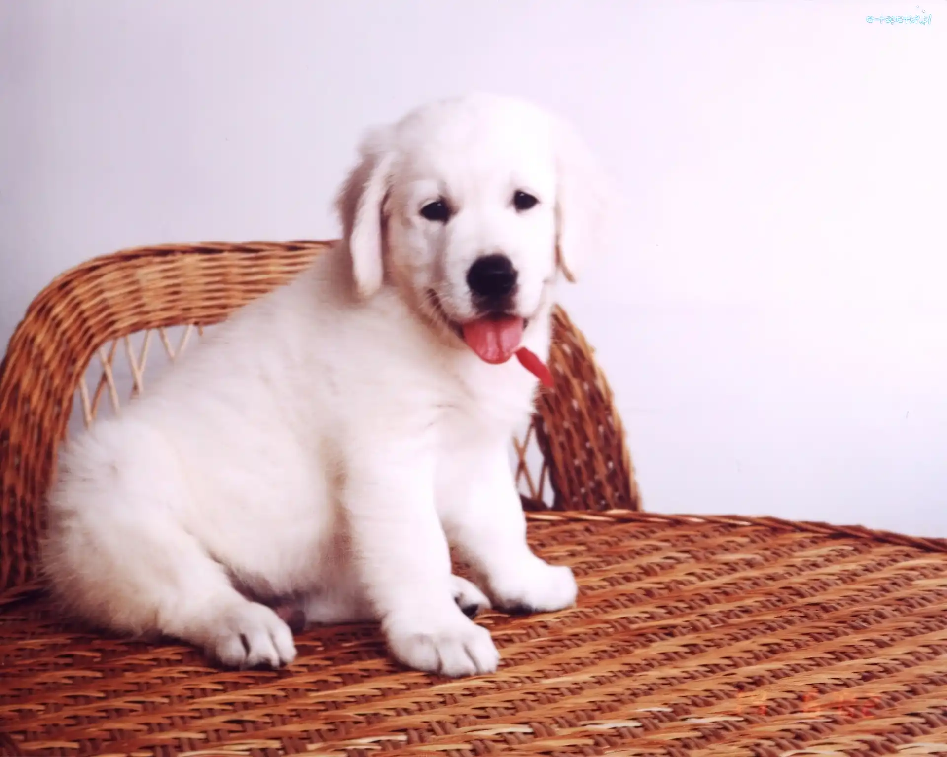 szczeniak, retriever, golden, Pies