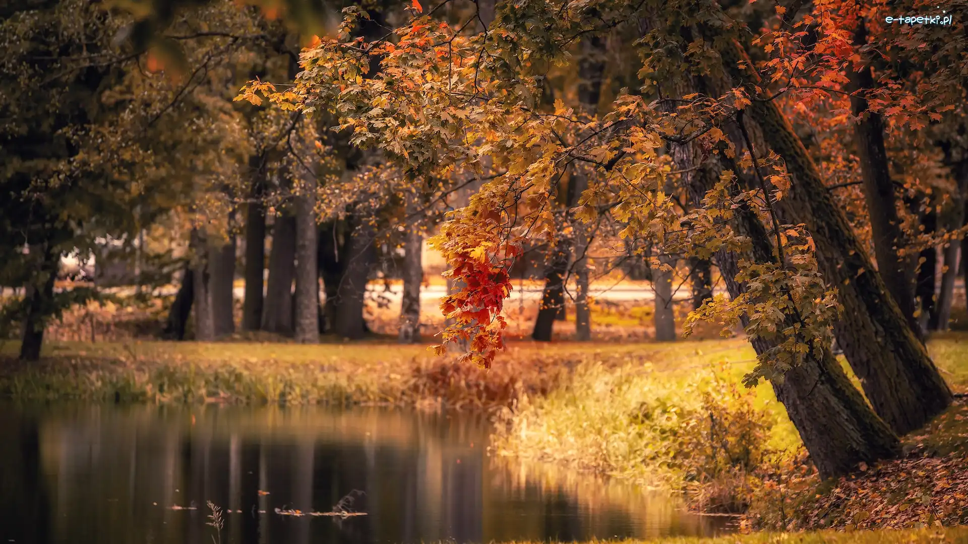 Park, Drzewa, Jesień, Staw, Gałęzie