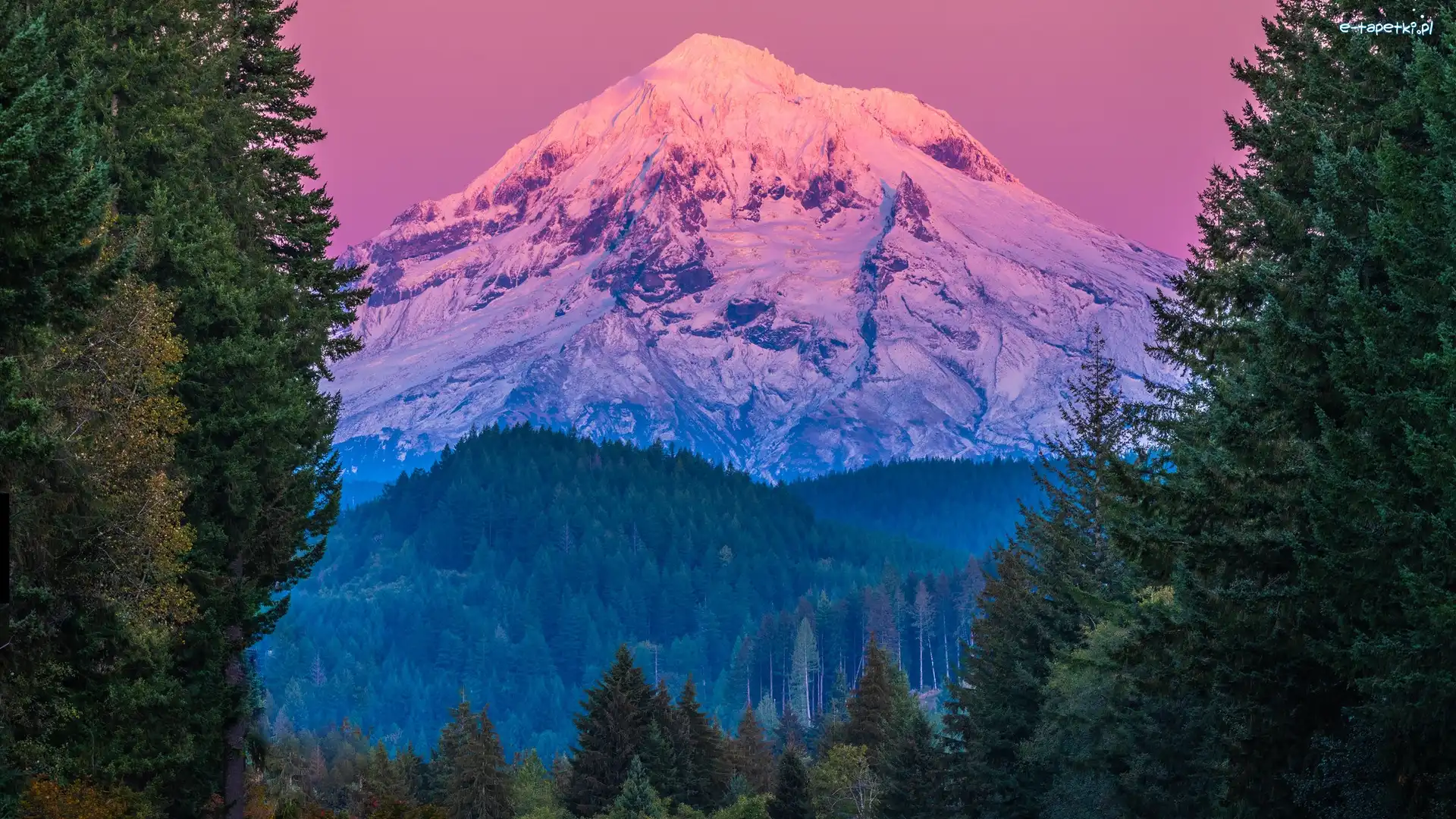Drzewa, Śnieg, Mount Hood, Stratowulkan, Góra, Stany Zjednoczone, Stan Oregon, Szczyt, Świerki