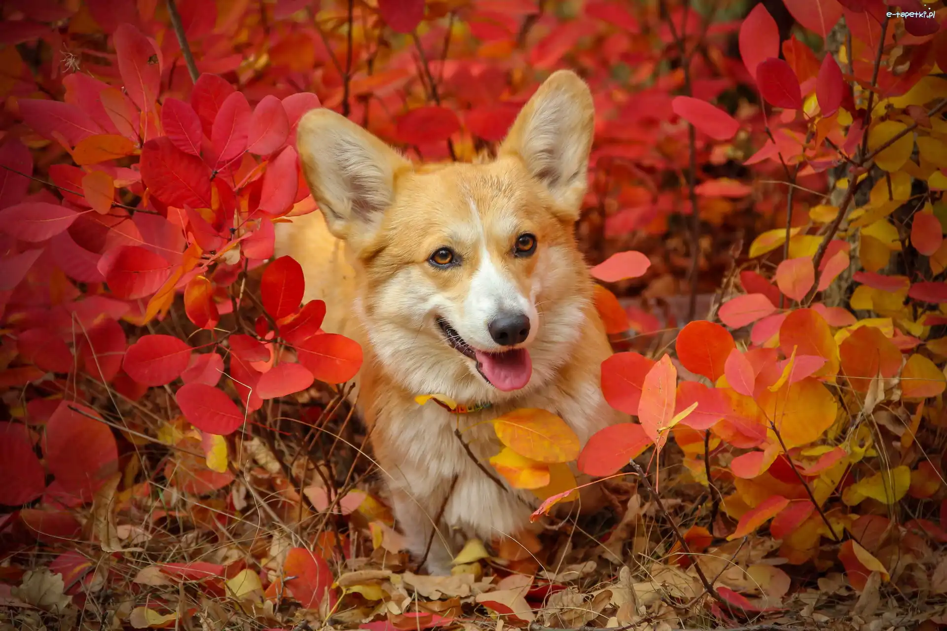 Pies, Krzewy, Welsh corgi pembroke, Liście, Czerwone