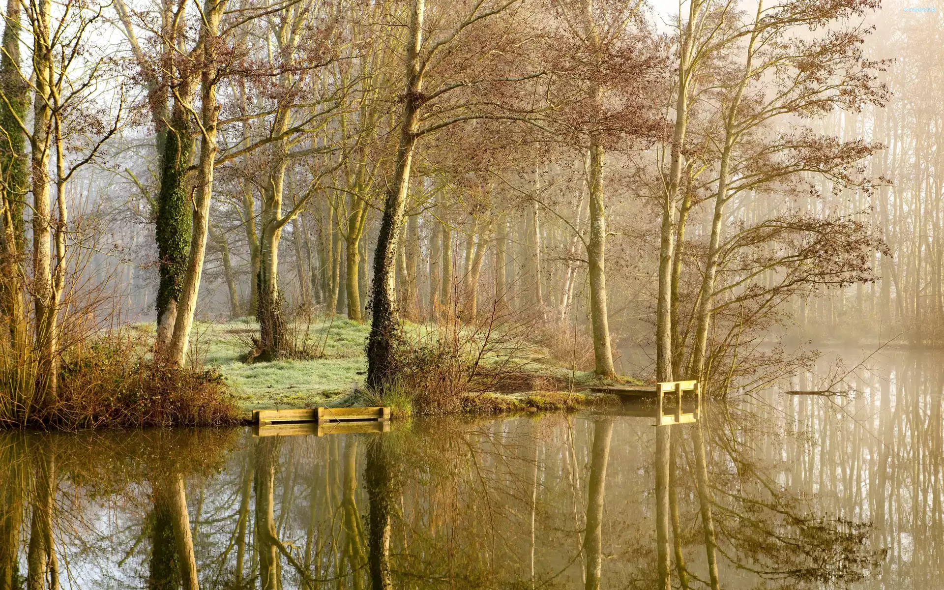 Jezioro, Las, Drzewa, Mgła, Odbicie