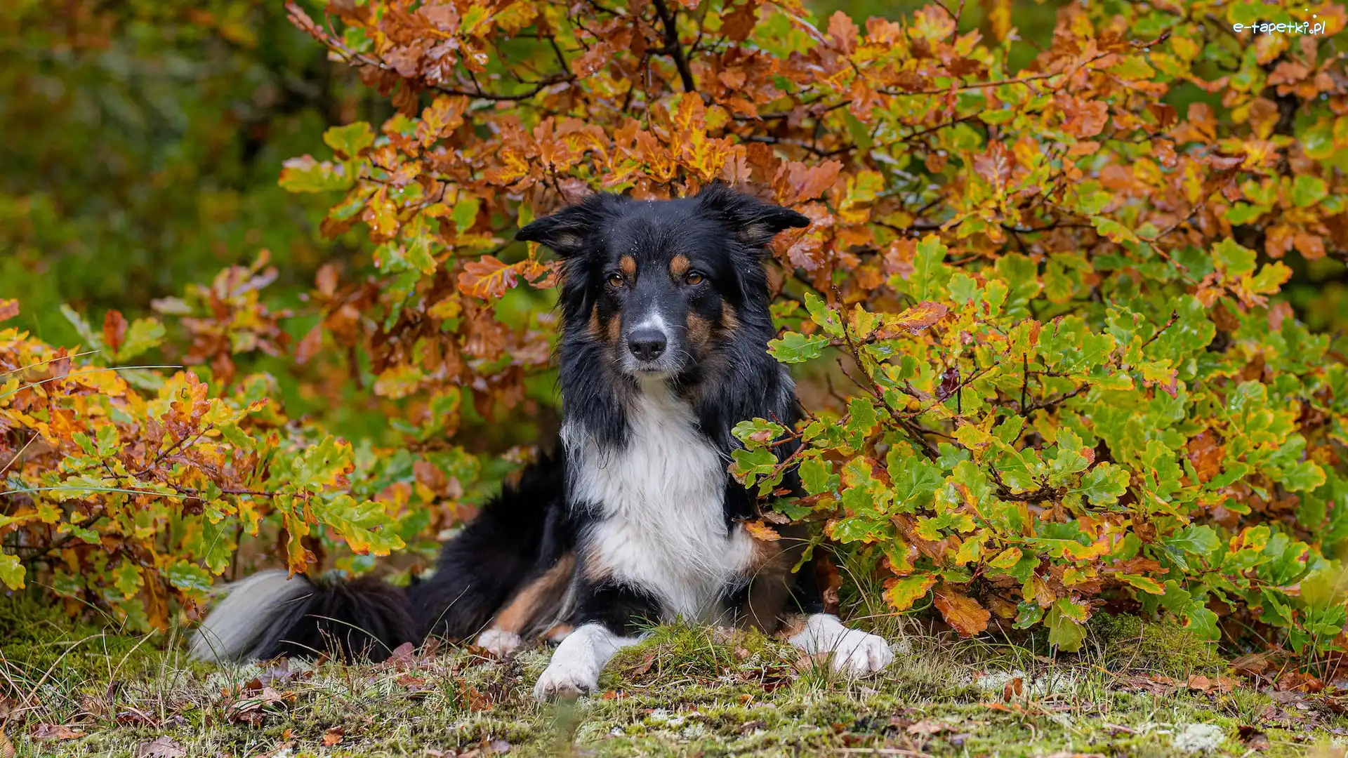 Border collie, Krzew, Jesień, Pies