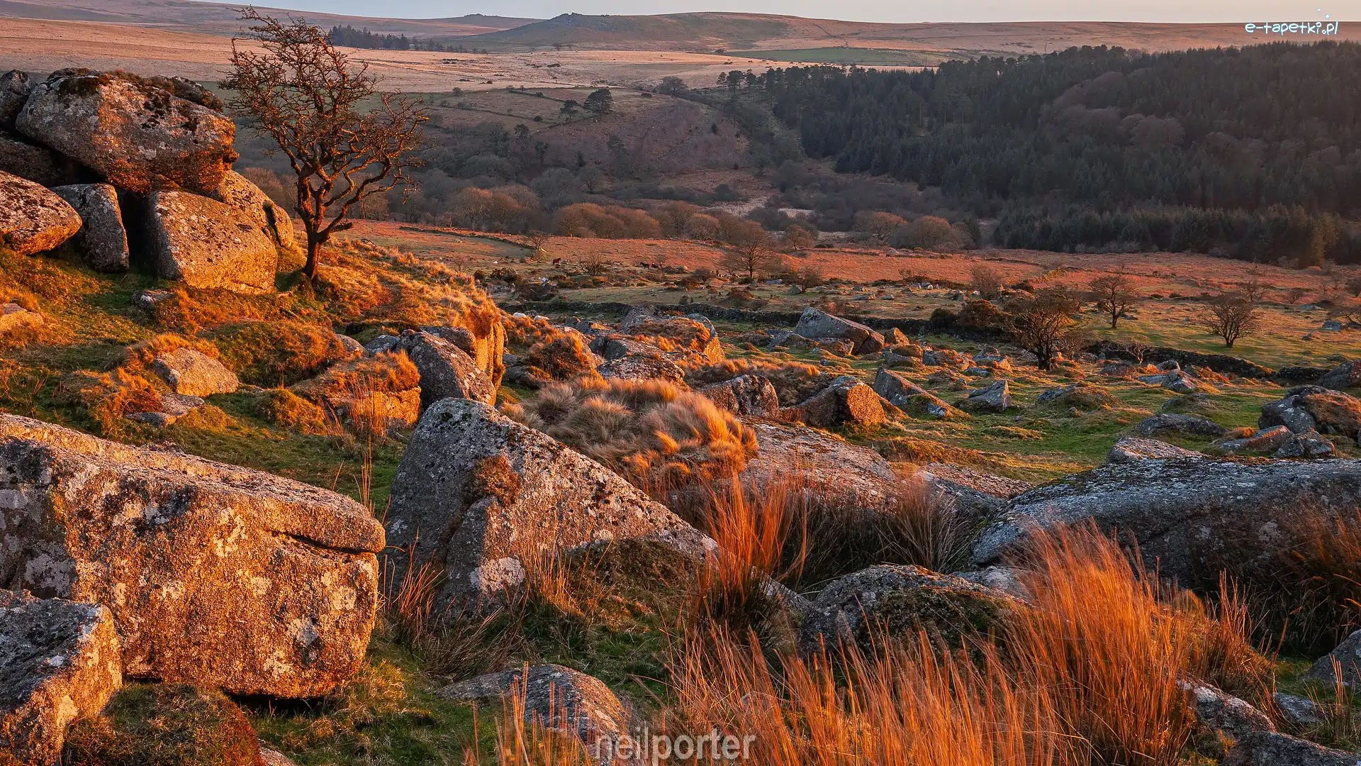 Kamienie, Skały, Anglia, Hrabstwo Devon, Wzgórza, Drzewo, Trawa, Park Narodowy Dartmoor