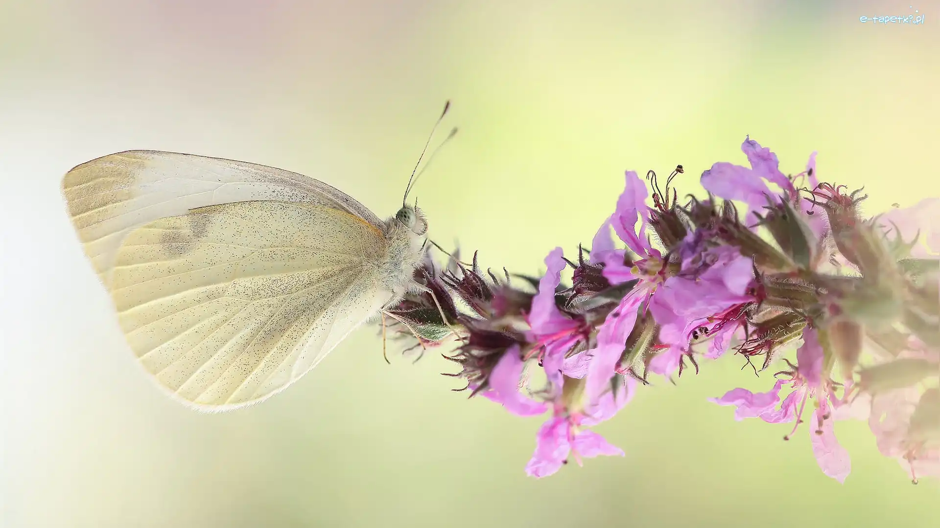 Motyl, Różowy, Bielinek, Makro, Kwiat