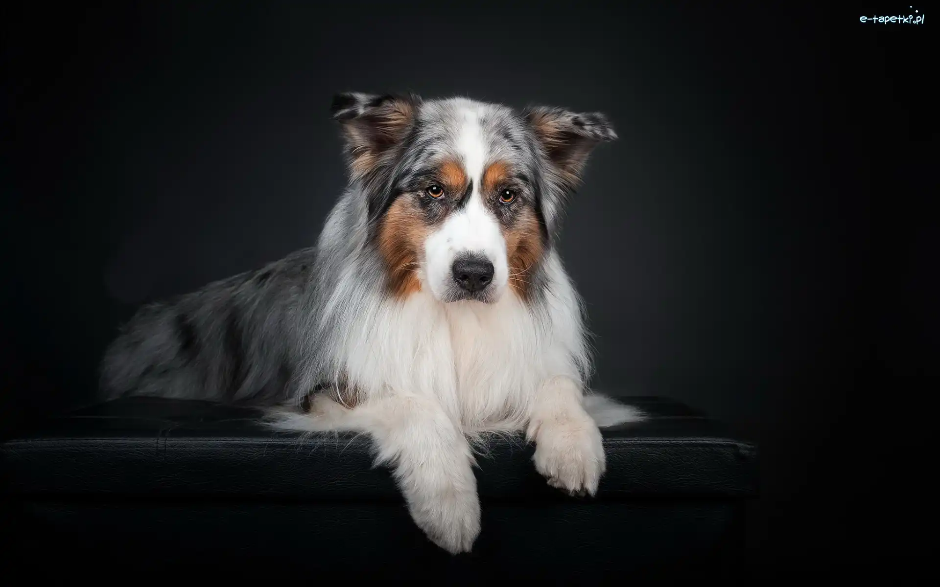 Australian shepherd, Owczarek australijski, Pies