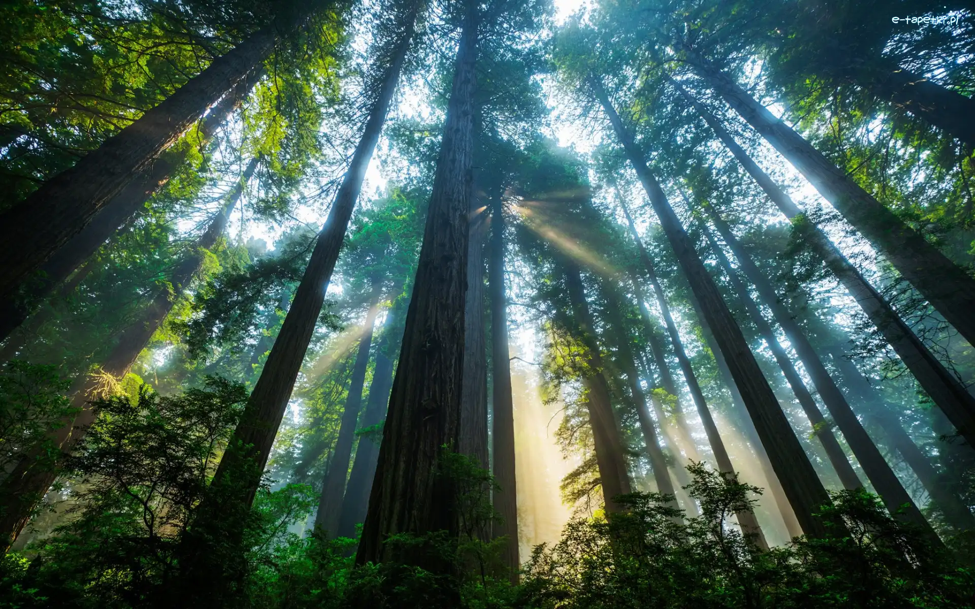 Światło, Drzewa, Stany Zjednoczone, Stan Kalifornia, Sekwoje, Słoneczne, Park Narodowy Redwood, Las