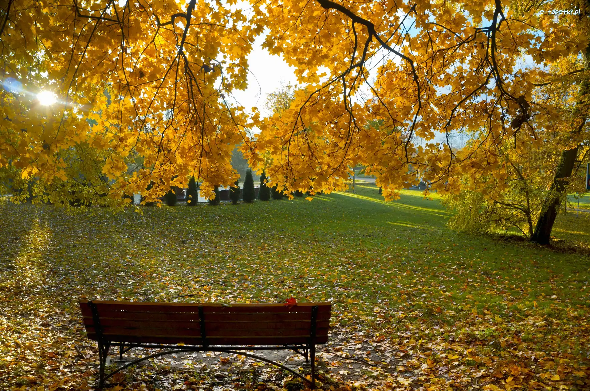 Promienie słońca, Ławka, Drzewo, Park, Jesień, Liście, Żółte