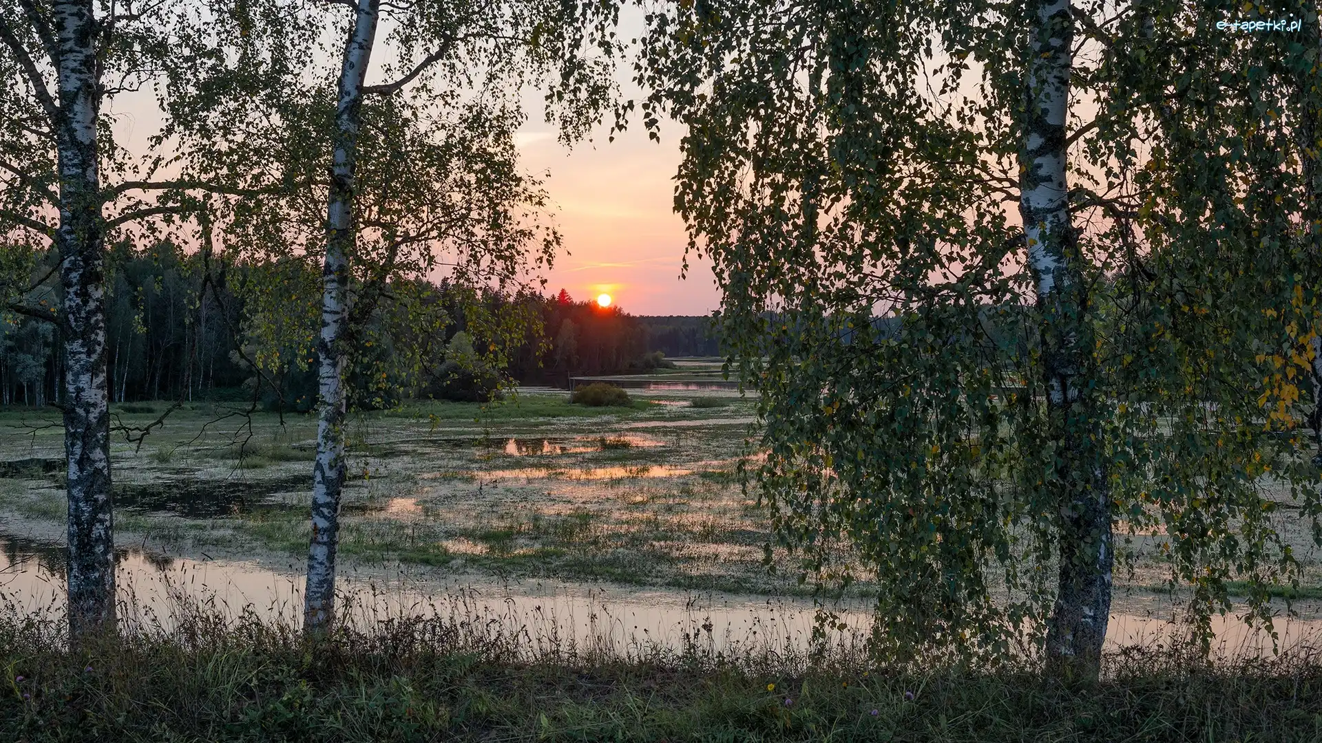 Wschód słońca, Brzozy, Drzewa, Bagna