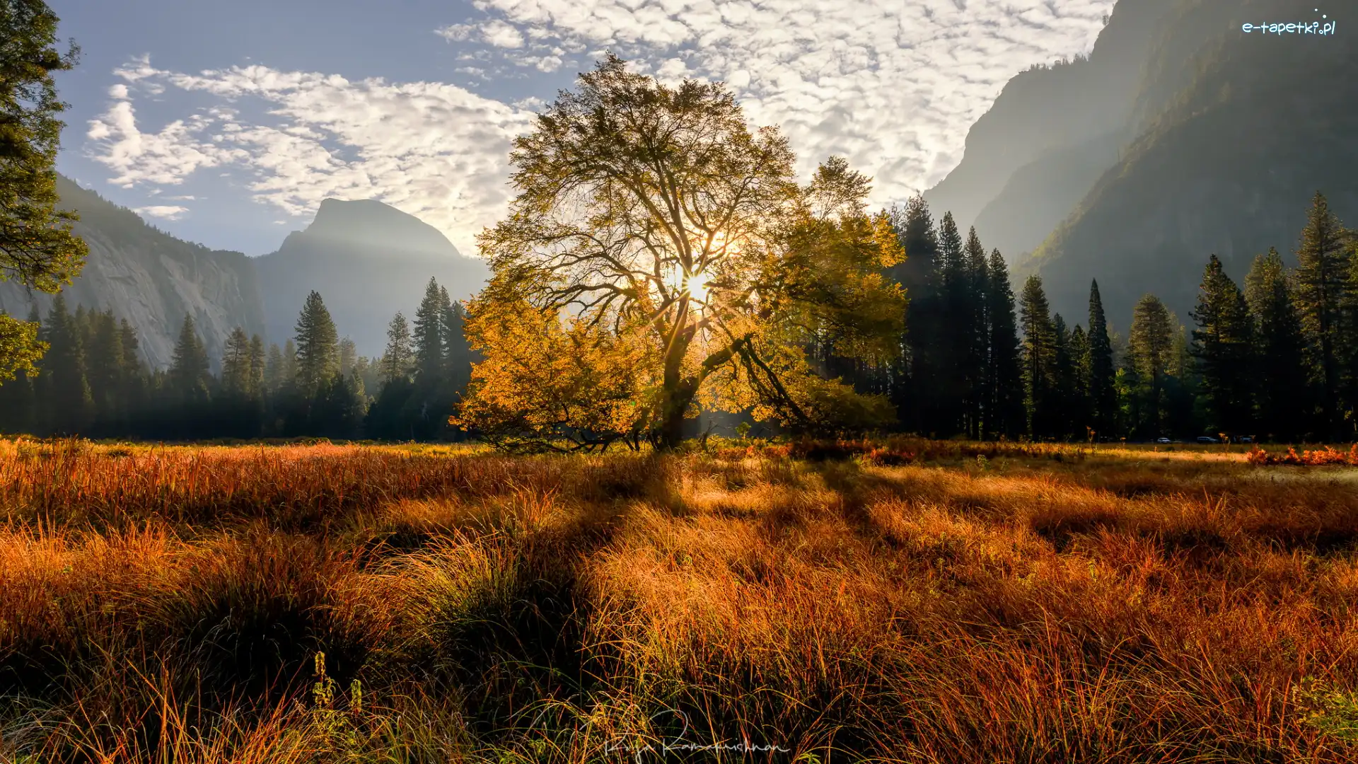 Las, Wiąz, Drzewo, Promienie słońca, Park Narodowy Yosemite, Kalifornia, Drzewa, Dolina, Jesień, Stany Zjednoczone, Trawa, Góry