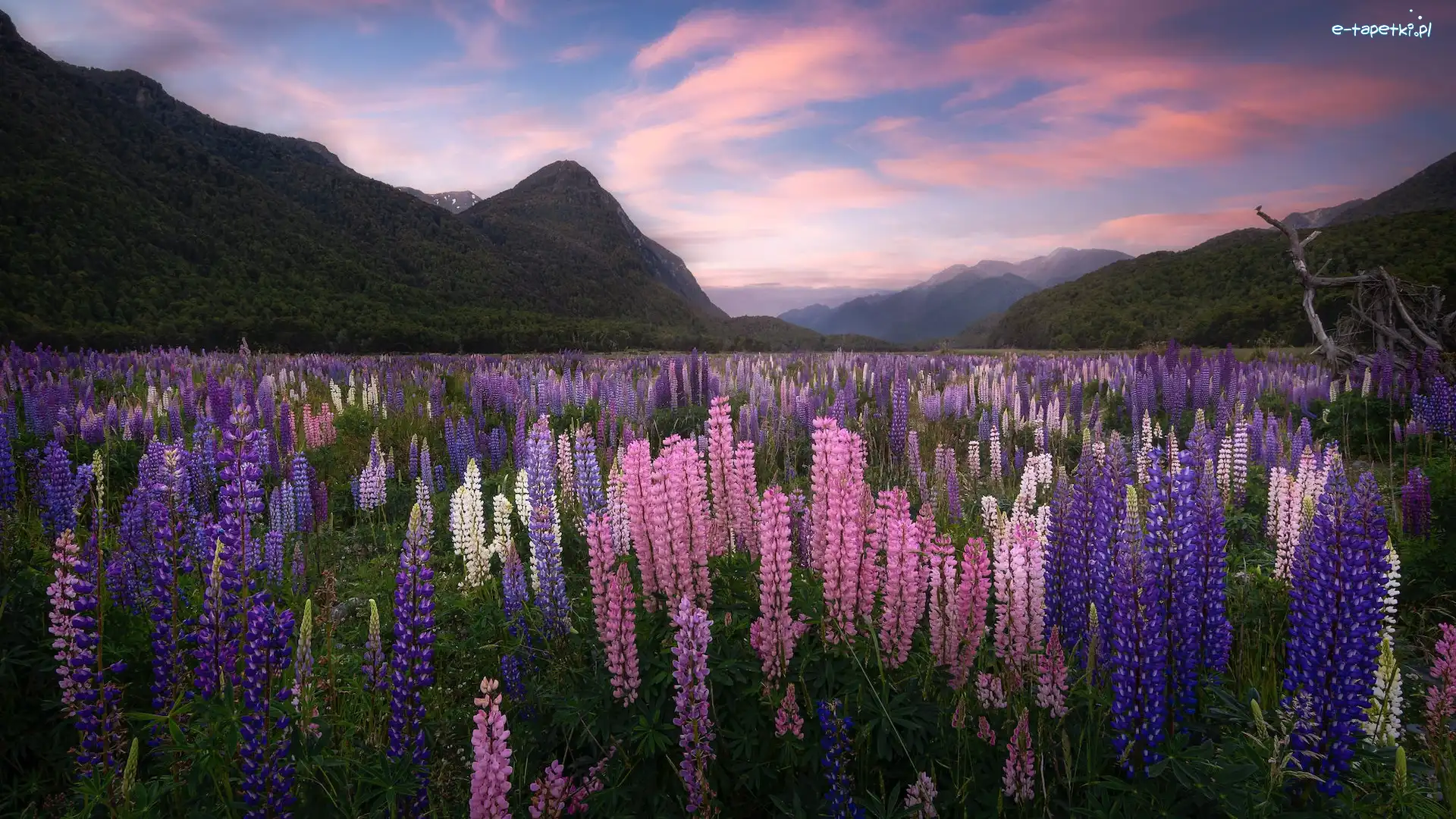 Łubin, Góry, Dolina, Region Fiordland, Nowa Zelandia, Łąka, Eglinton Valley