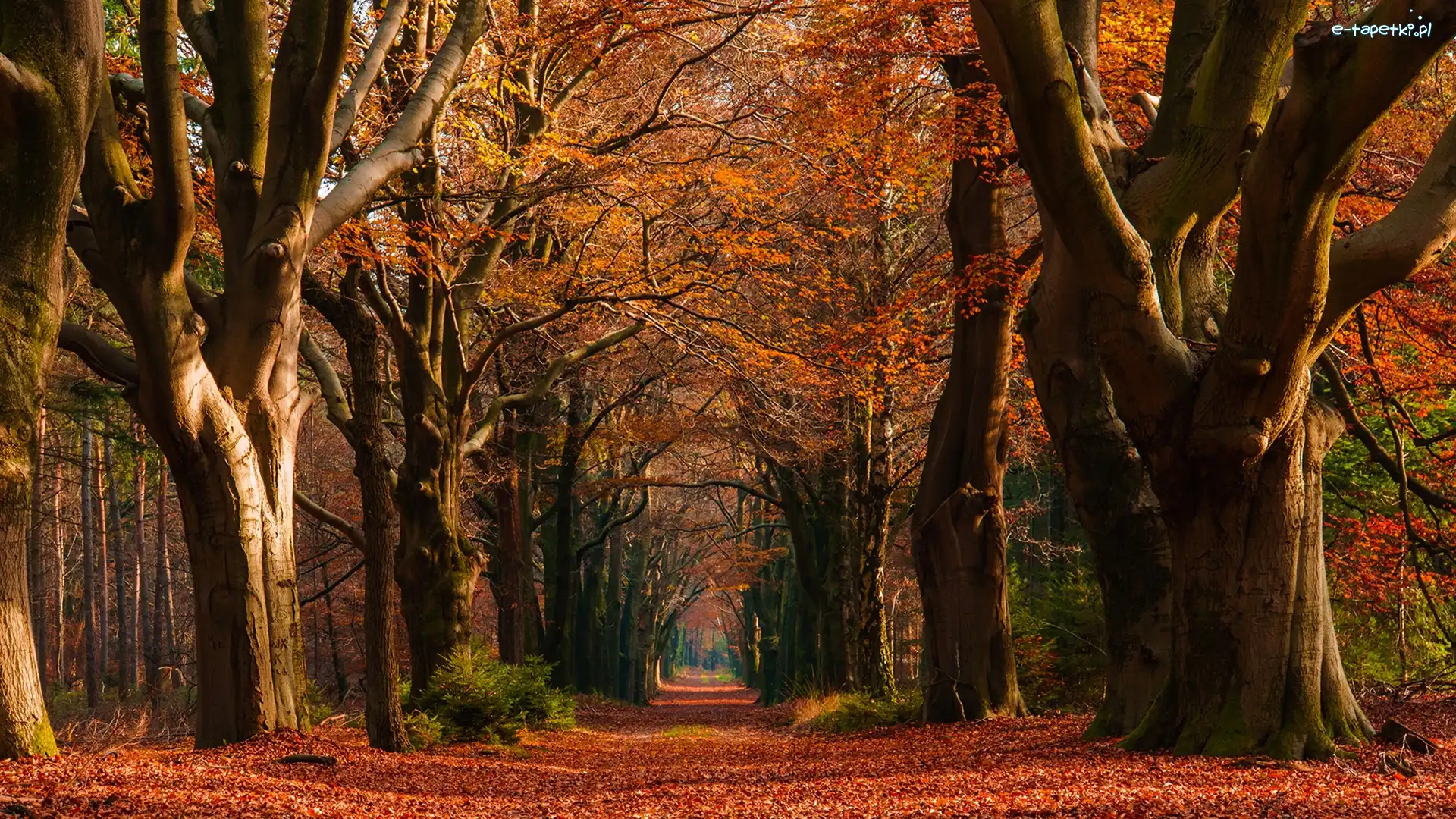 Las, Droga, Drzewa, Liście, Jesień