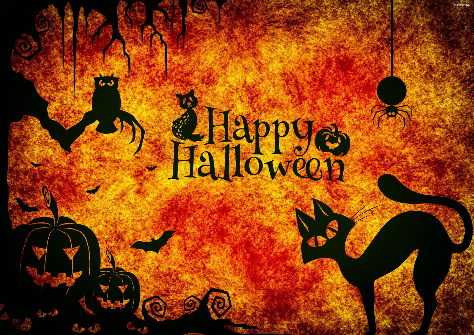 Kot, Sowa, Dynie, Halloween, Pająk