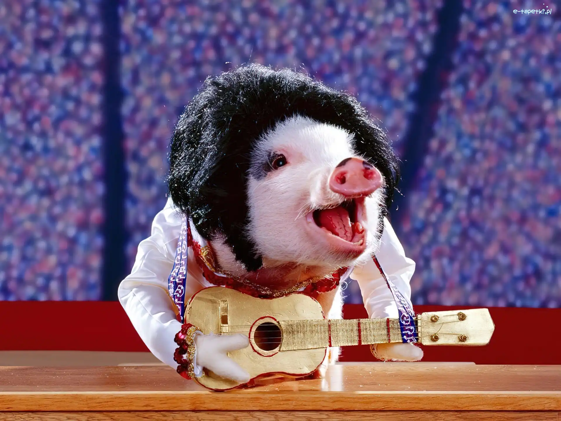 Śmieszne, Świnia z Gitarą