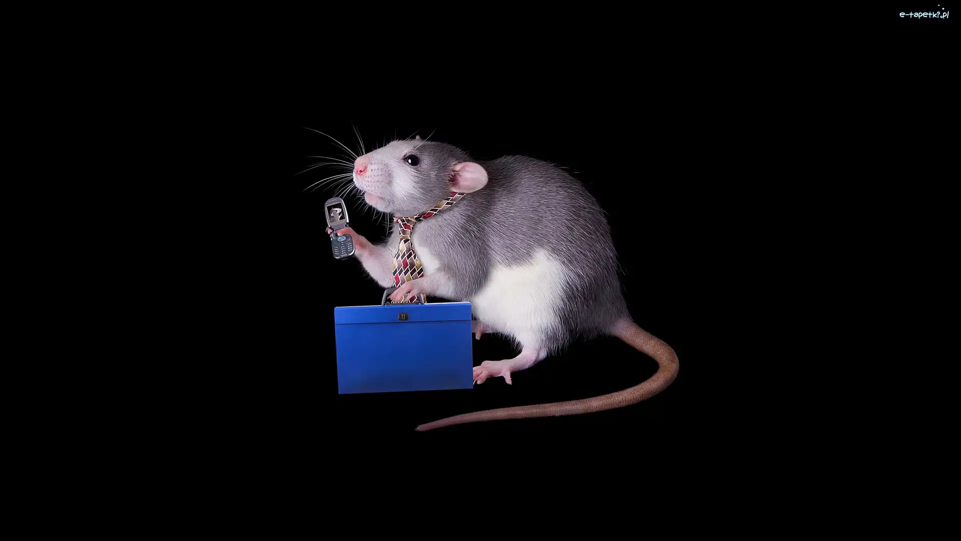 Śmieszne, Teczka, Telefon, Krawat, Szczur, Tło, Ciemne