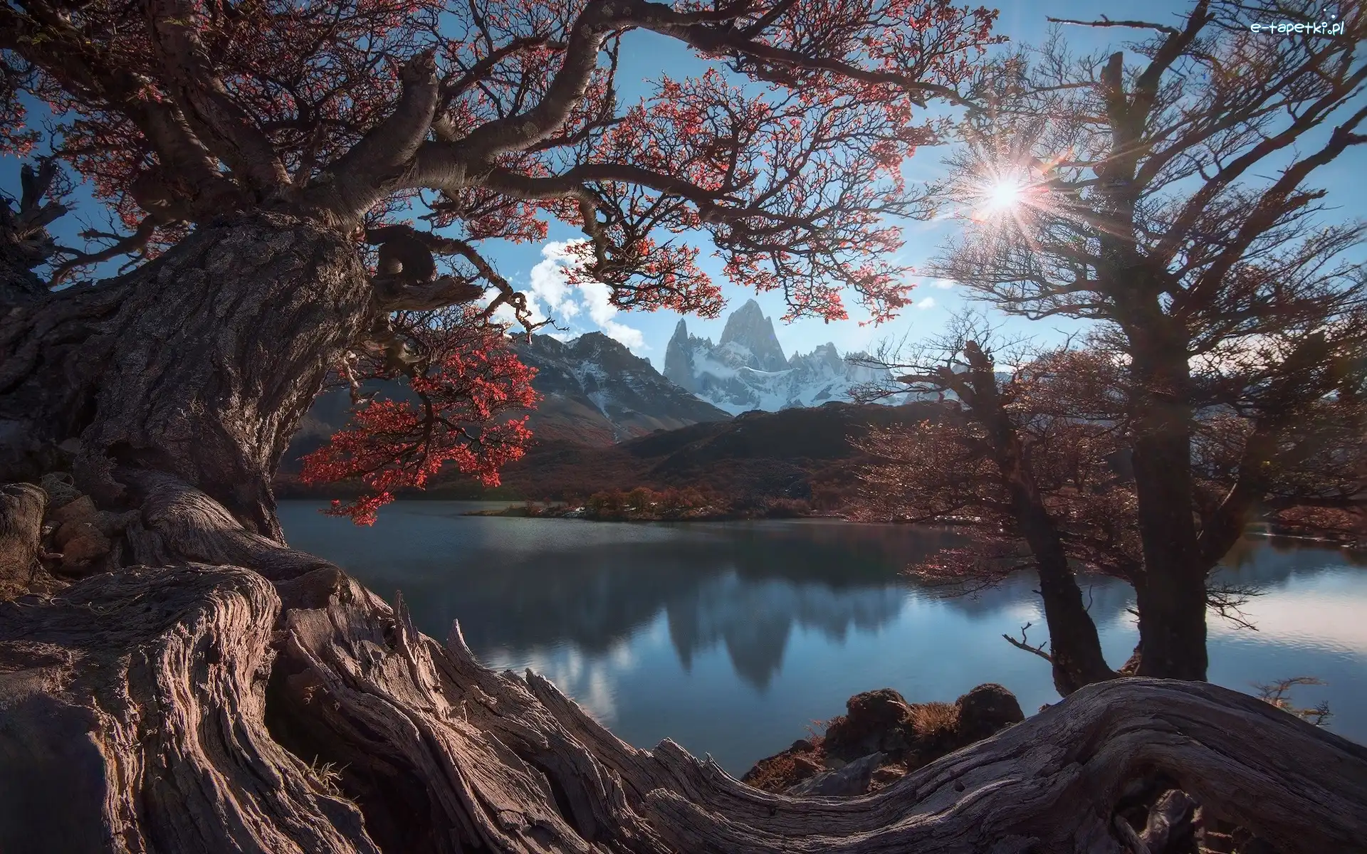 Promienie słońca, Góry Andy, Argentyna, Gałęzie, Fitz Roy, Park Narodowy Los Glaciares, Drzewa, Jesień, Góra, Patagonia