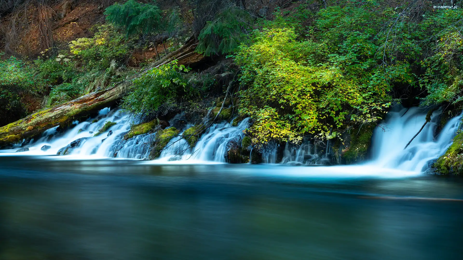 Zielone, Rzeka Metolius, Strumienie, Krzewy, Oregon, Stany Zjednoczone