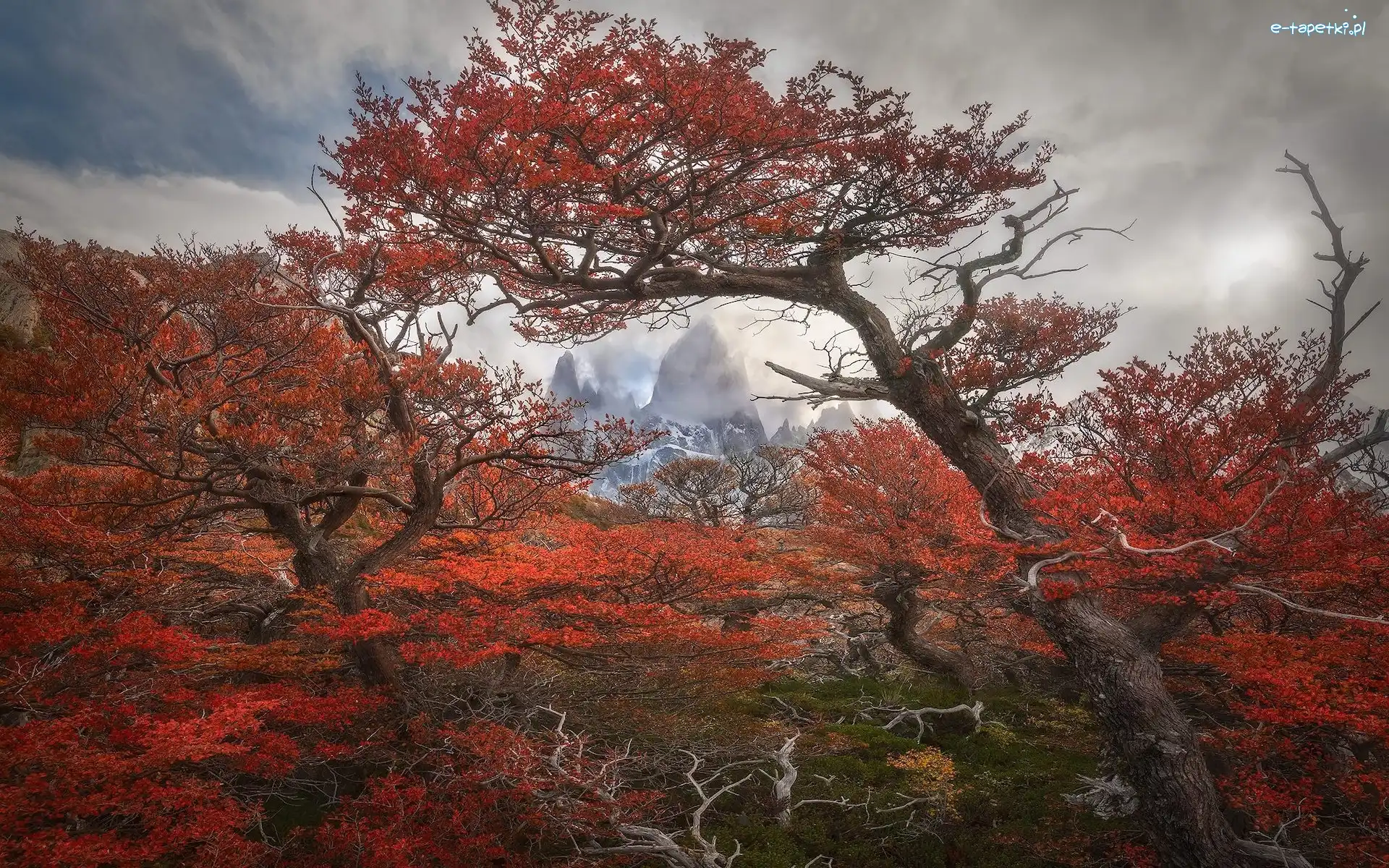 Mgła, Góry Andy, Argentyna, Gałęzie, Fitz Roy, Park Narodowy Los Glaciares, Drzewa, Jesień, Góra, Patagonia