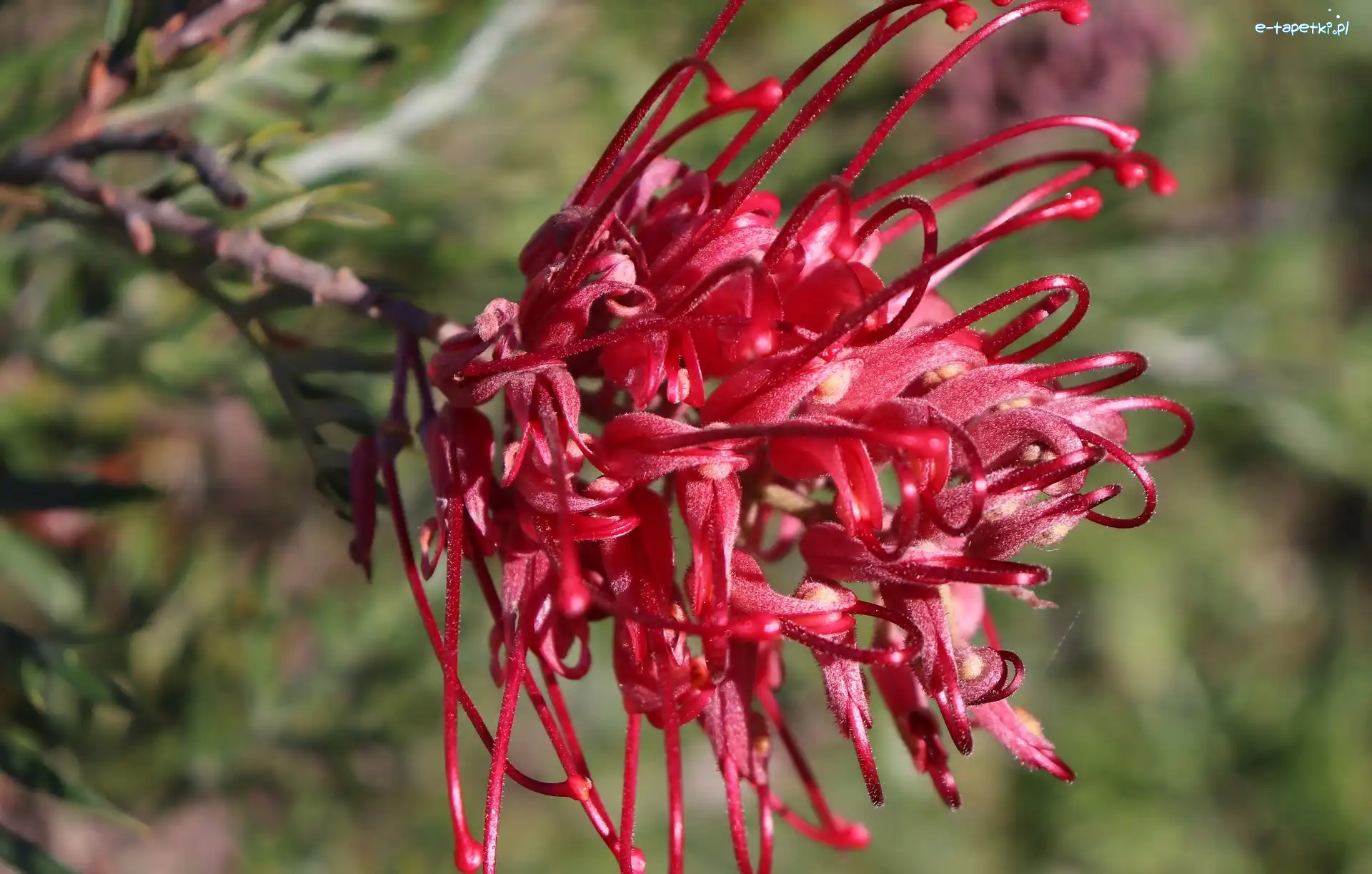 Grevillea, Kwiat