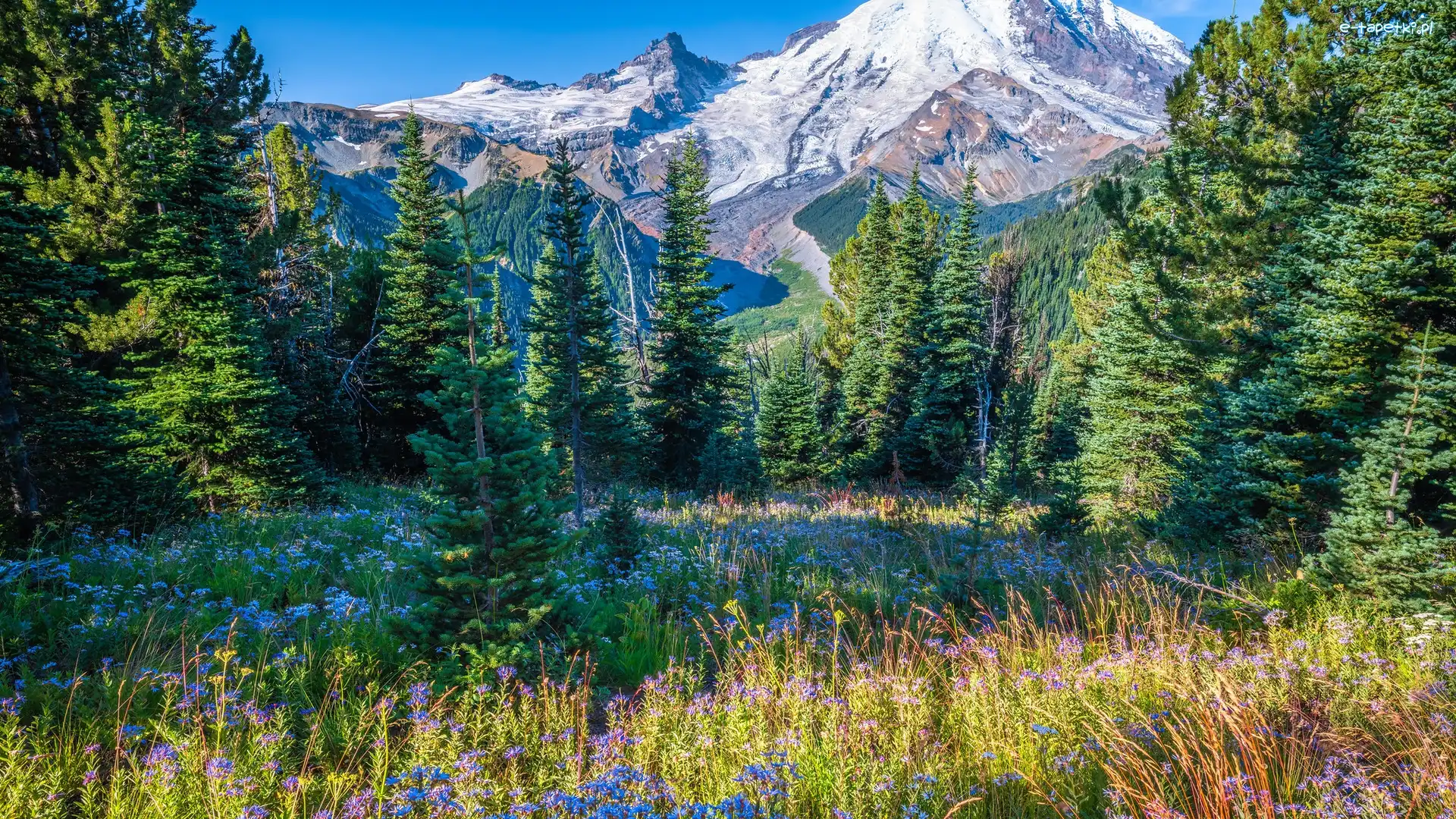 Stany Zjednoczone, Świerki, Kwiaty, Drzewa, Góry, Stan Waszyngton, Park Narodowy Mount Rainier